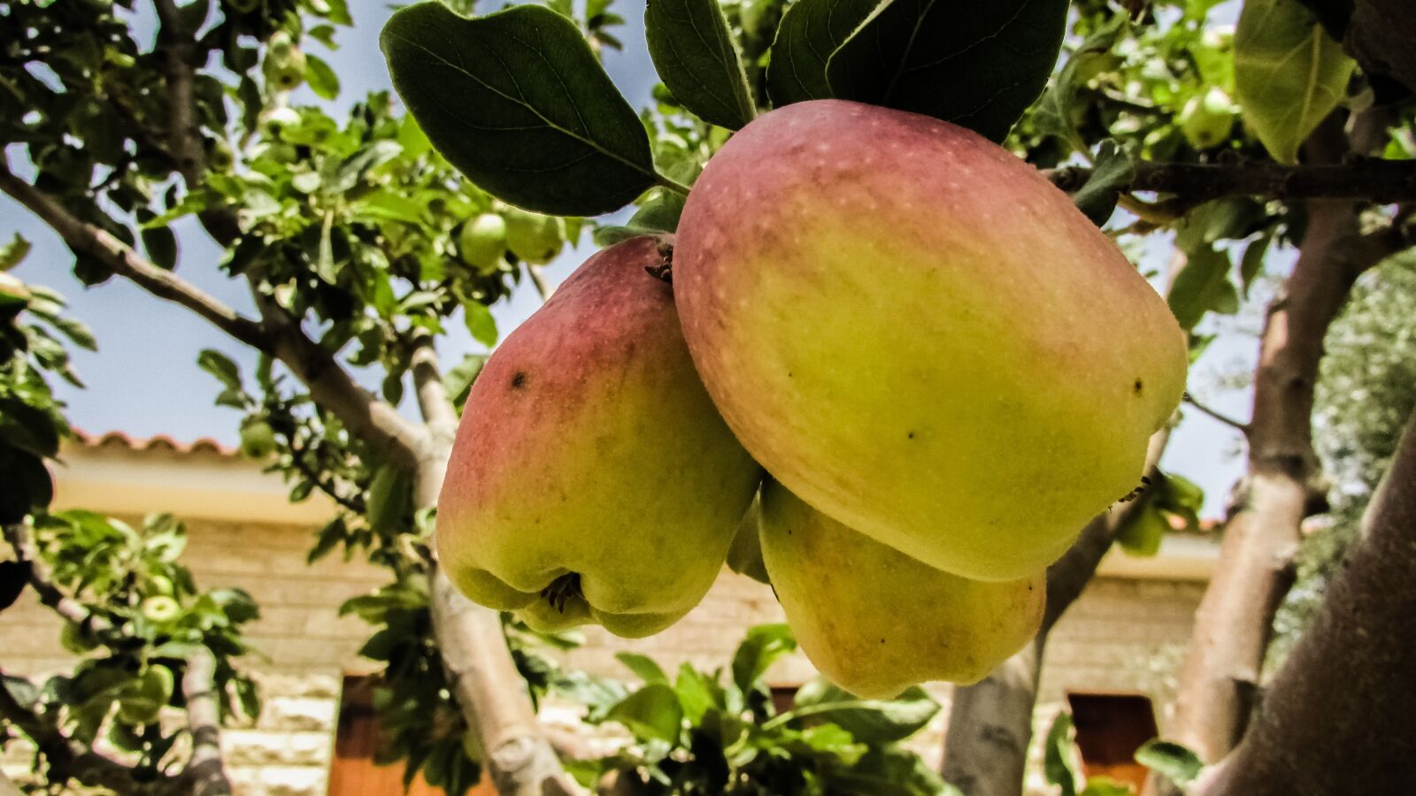 Canon PowerShot SX400 IS sample photo. Apple, fruit, garden photography