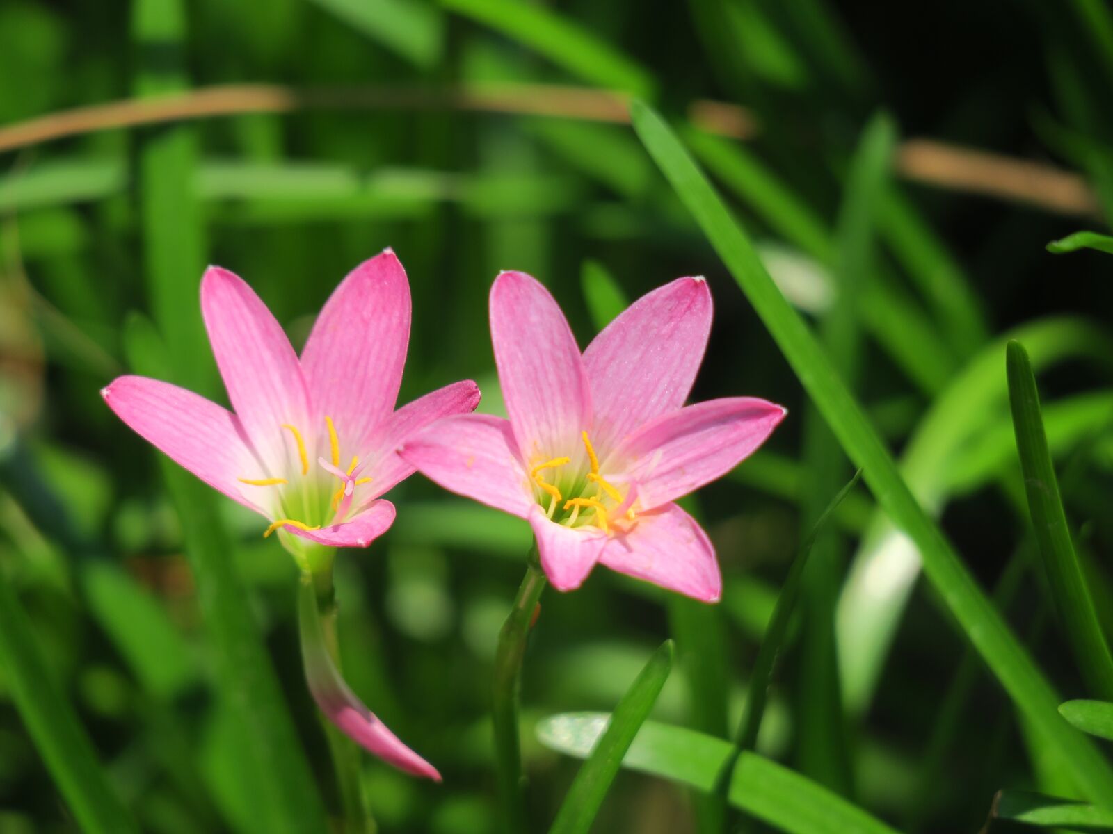 Canon PowerShot G3 X sample photo. Hong kong, plant, petal photography