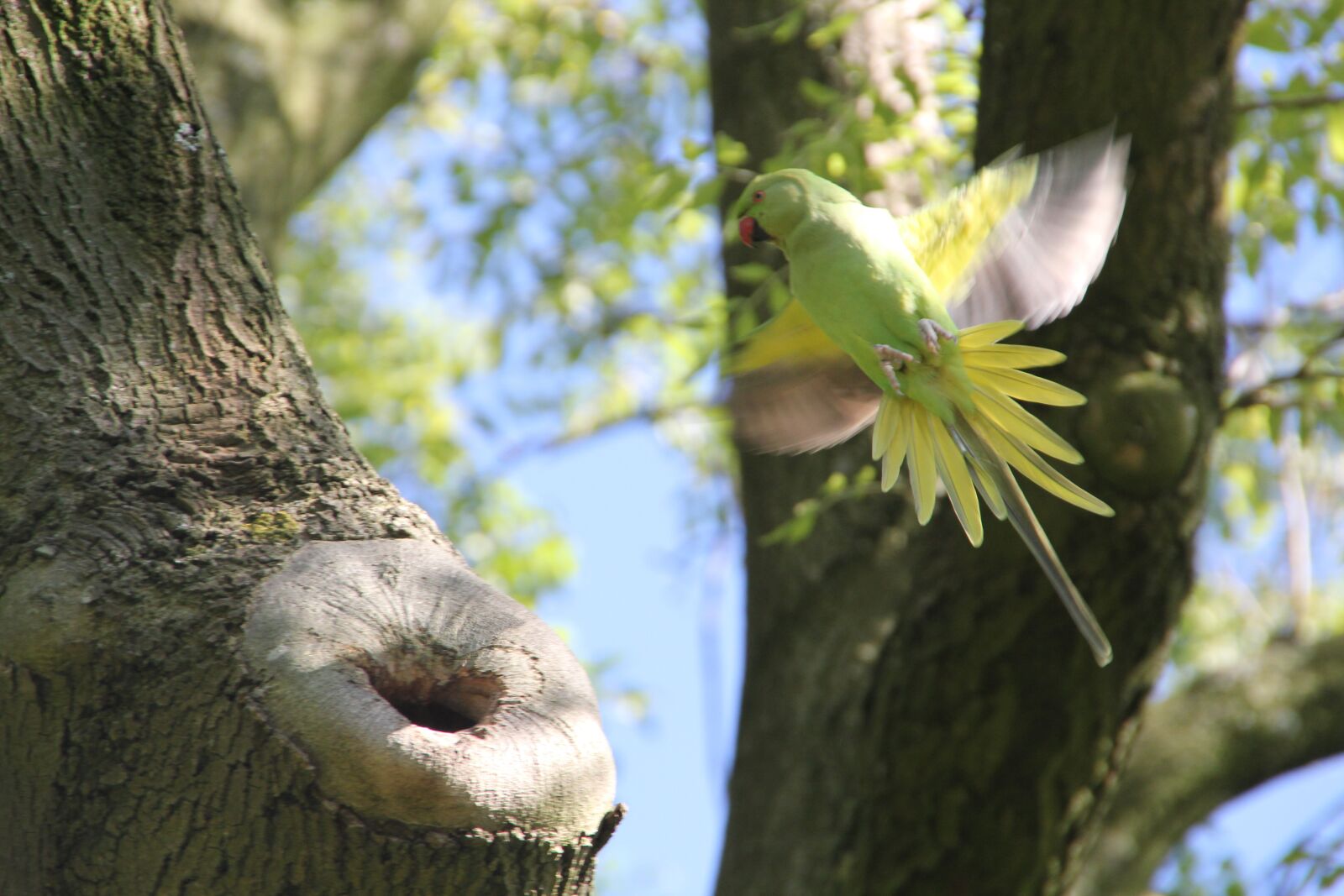 Canon EOS 550D (EOS Rebel T2i / EOS Kiss X4) sample photo. Parakeet, bird, amsterdam photography