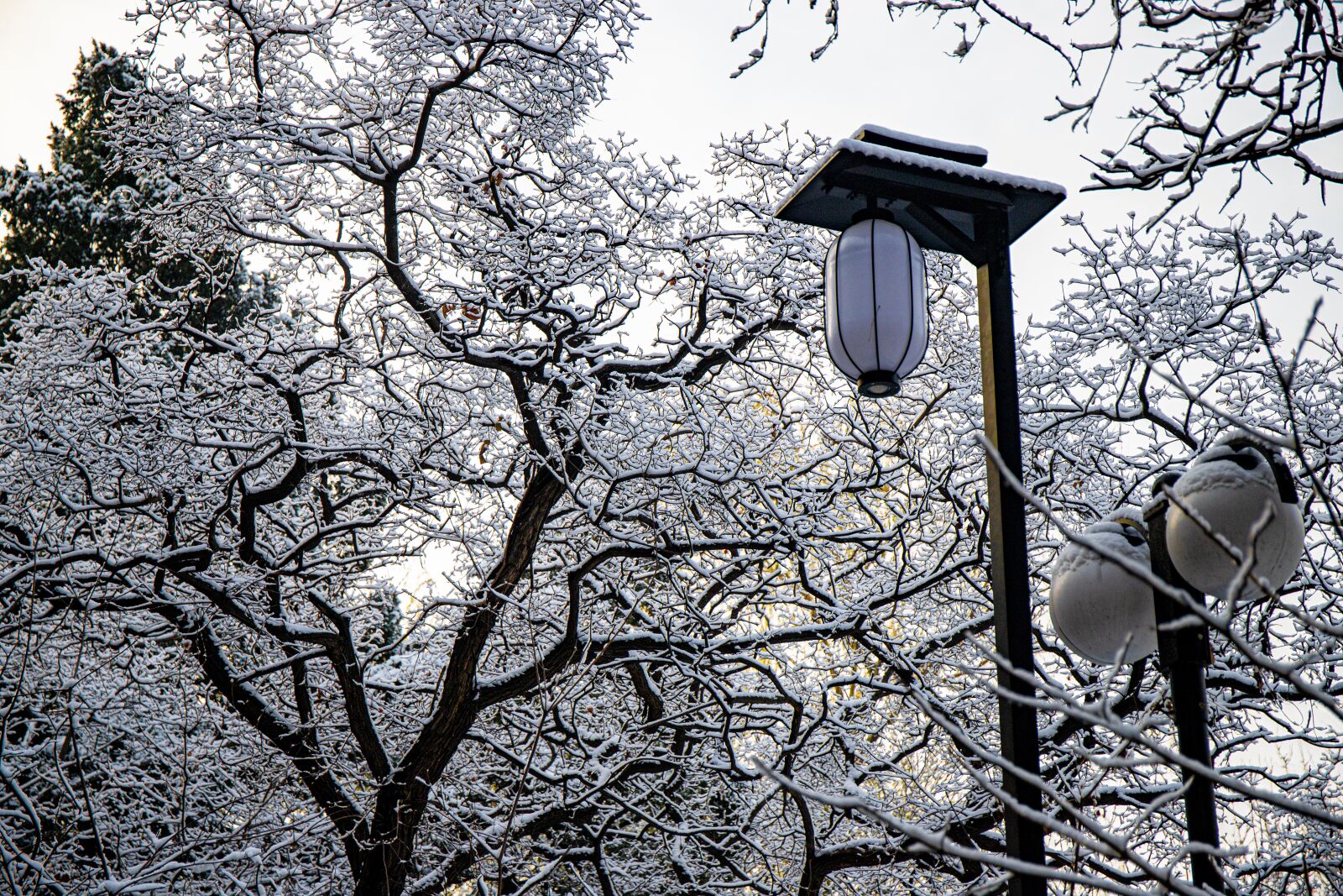 Canon EF 24-70mm F4L IS USM sample photo. Snow, woods, winter photography
