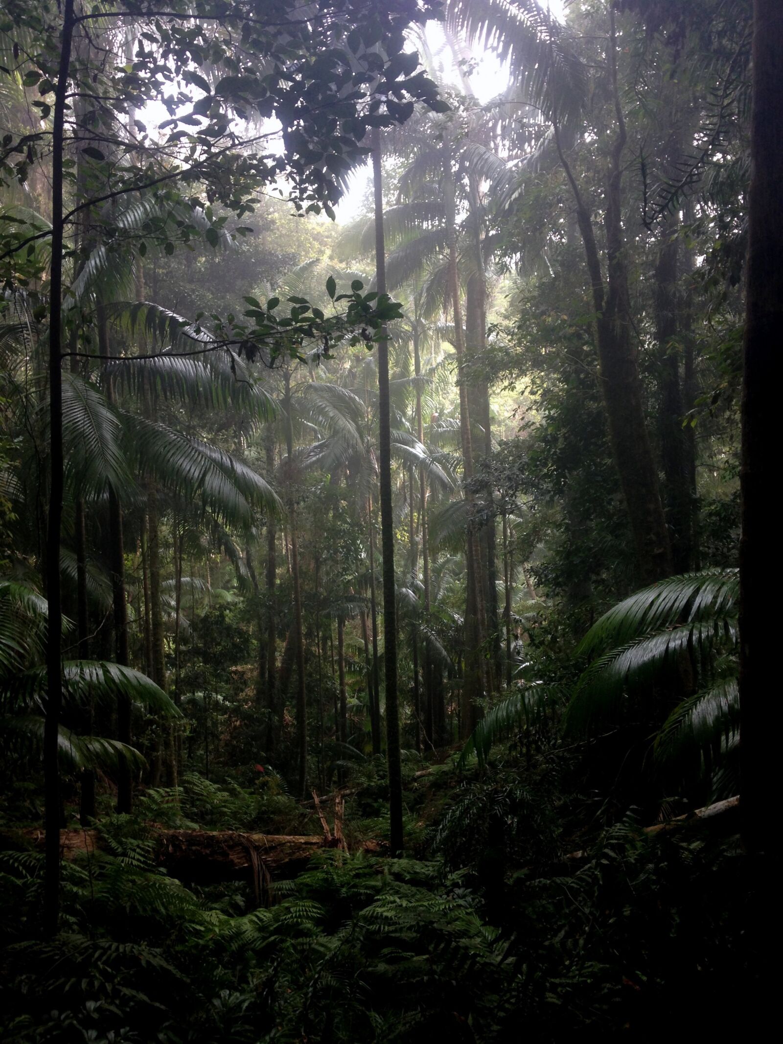 iPhone 5c back camera 4.12mm f/2.4 sample photo. Sunlight, rainforest, forest photography