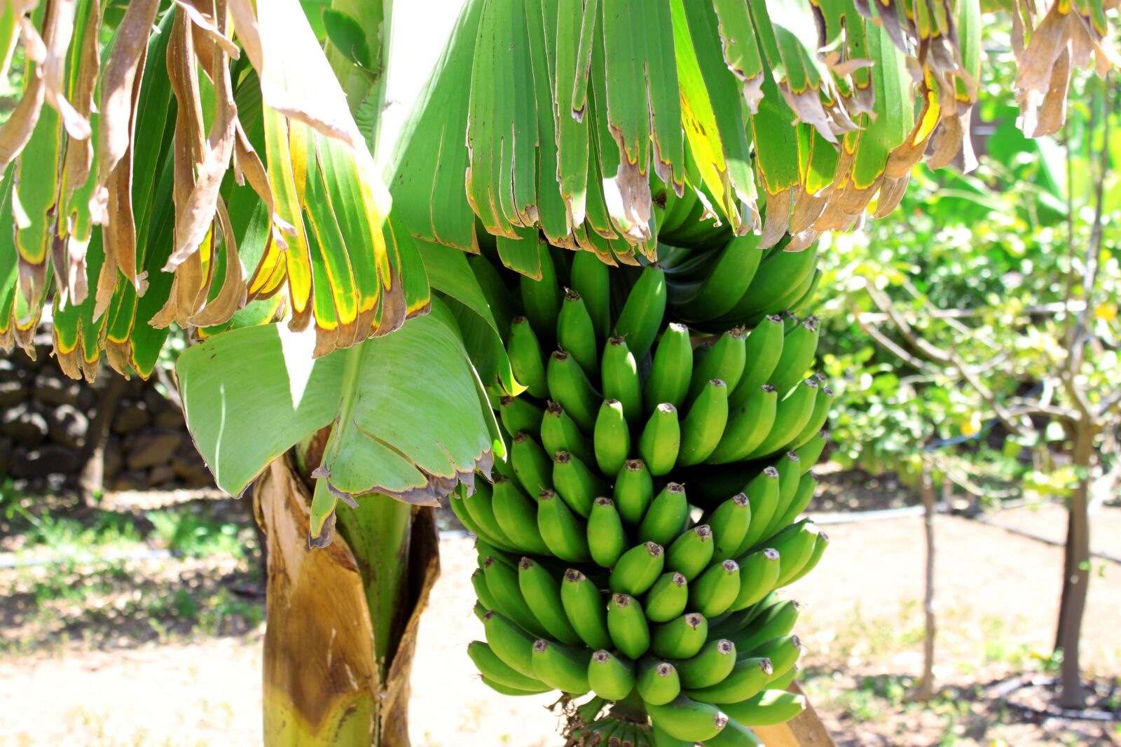 Canon EOS 500D (EOS Rebel T1i / EOS Kiss X3) sample photo. Banana, fruit, bananas photography