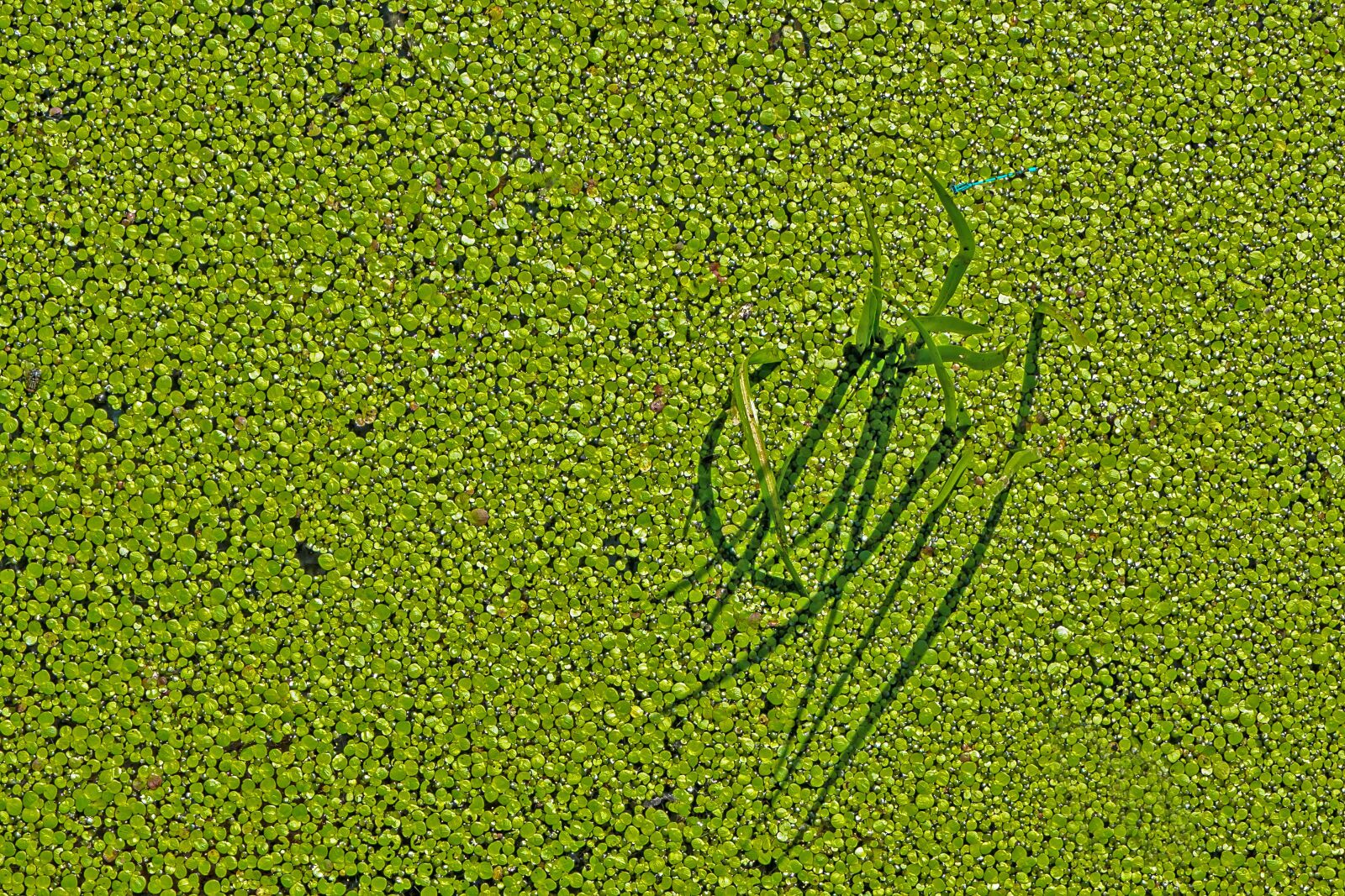 24-200mm F2.8 sample photo. Floating fern, common floating photography