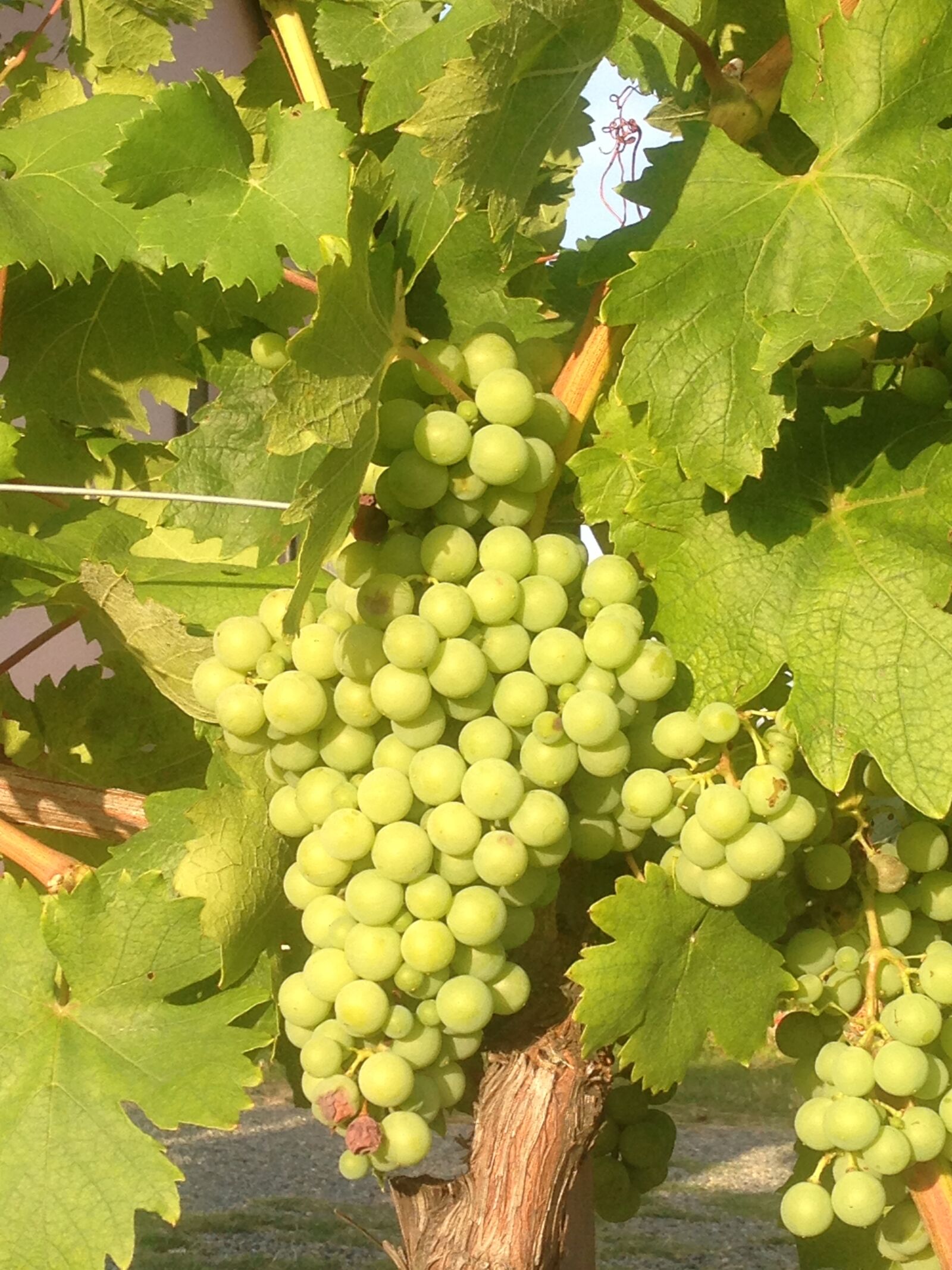 Apple iPhone 5 sample photo. Grapes, italy, piemonte, wine photography