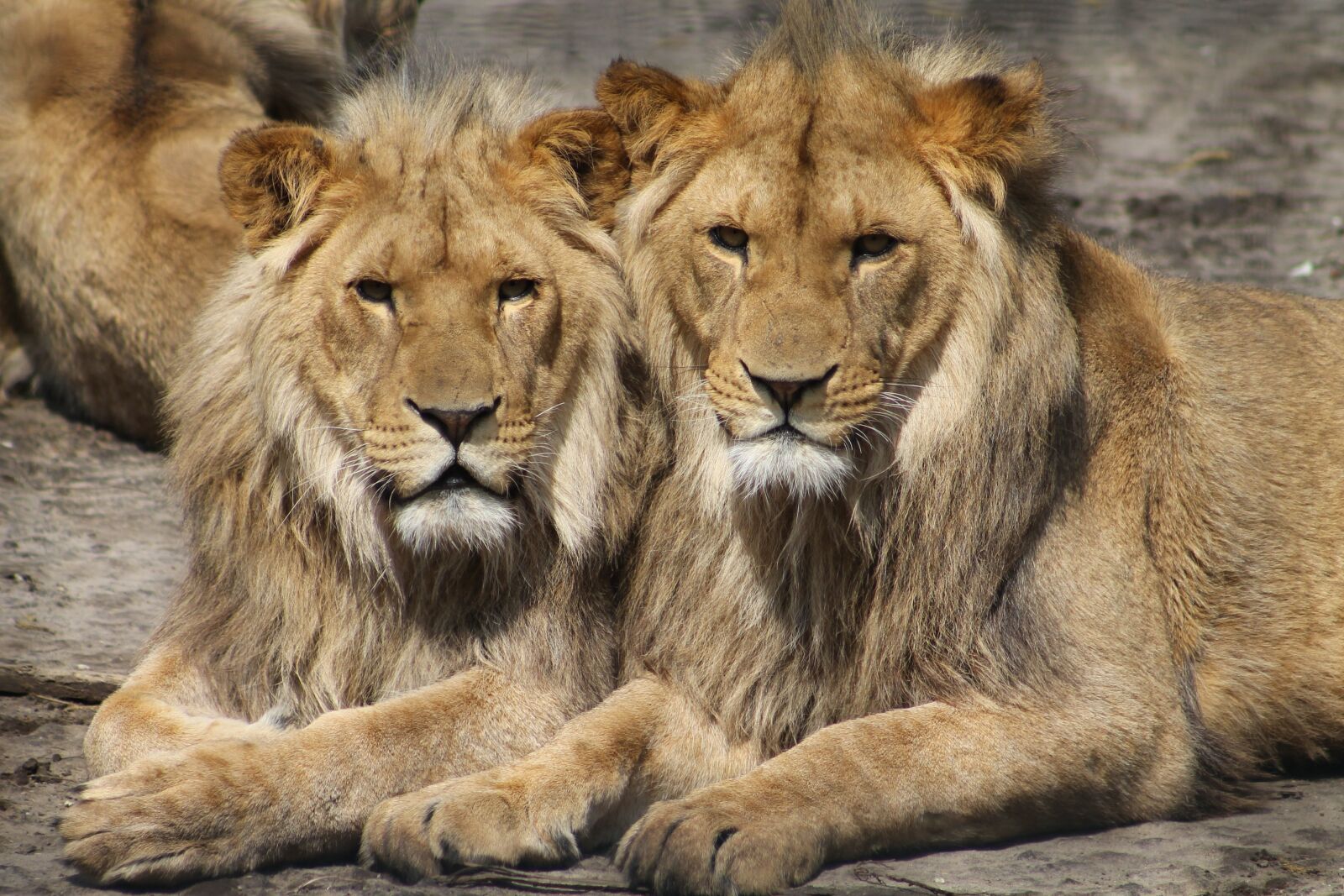 Canon EF 75-300mm f/4-5.6 sample photo. Lions, zoo, animal photography