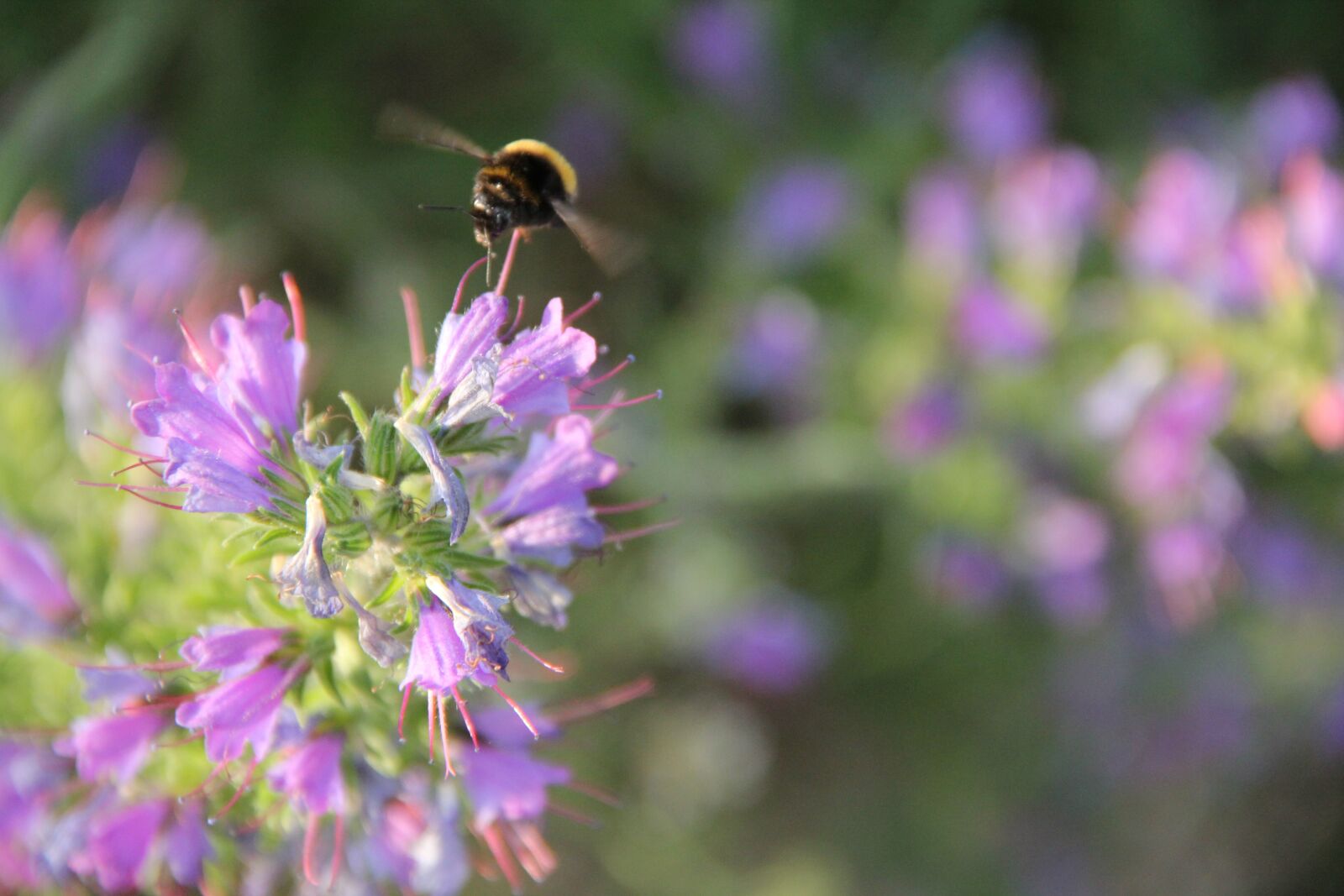 Canon EOS 550D (EOS Rebel T2i / EOS Kiss X4) sample photo. Flower, blossom, bloom photography