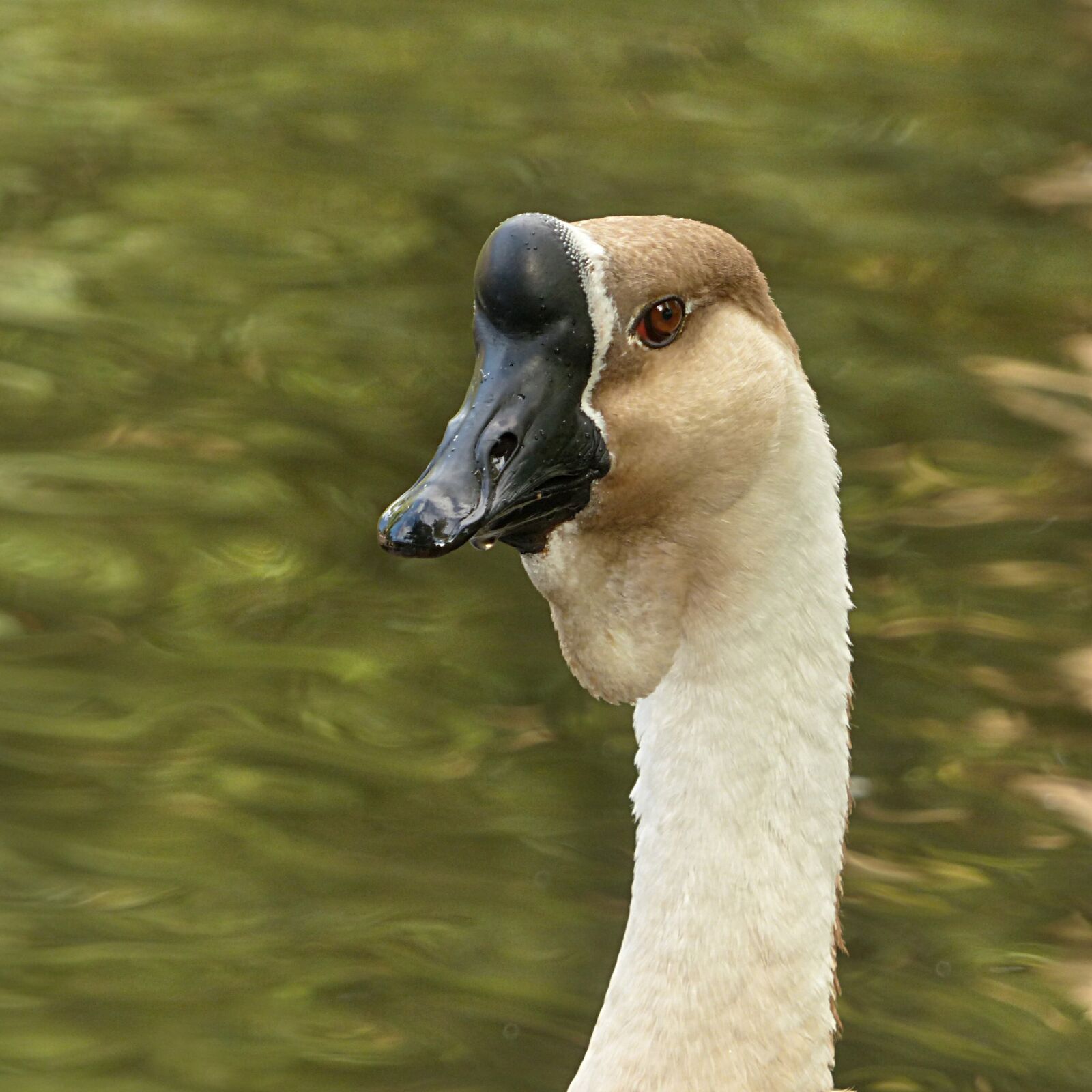 Panasonic Lumix DMC-FZ200 sample photo. Animal, goose, h cker photography