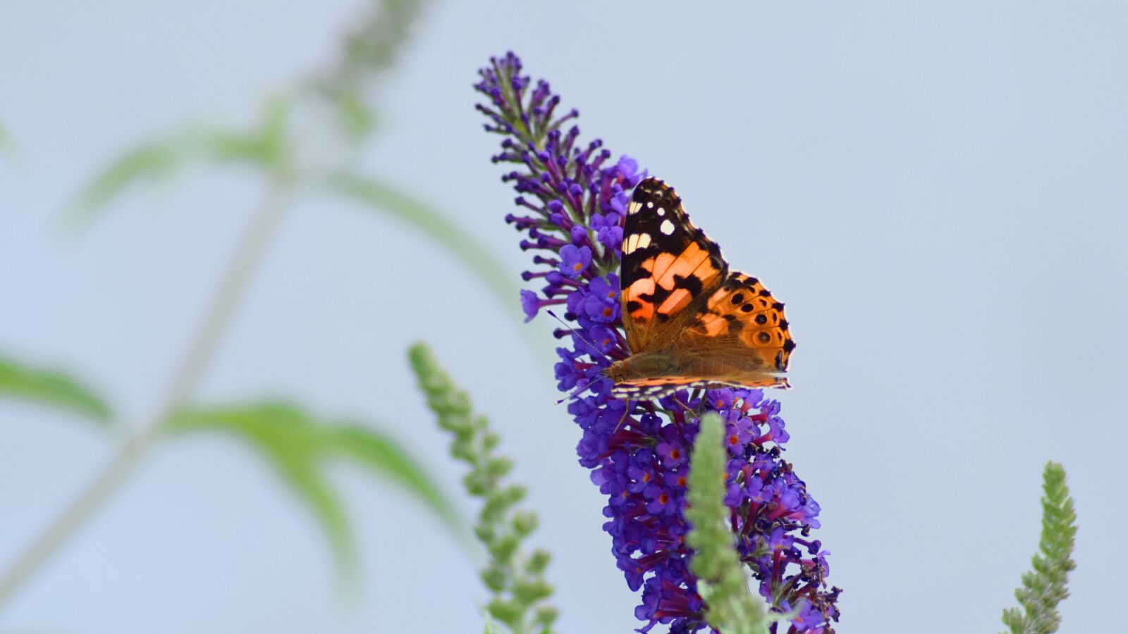 Nikon D3300 sample photo. Butterfly, vanessa cardui, walking photography