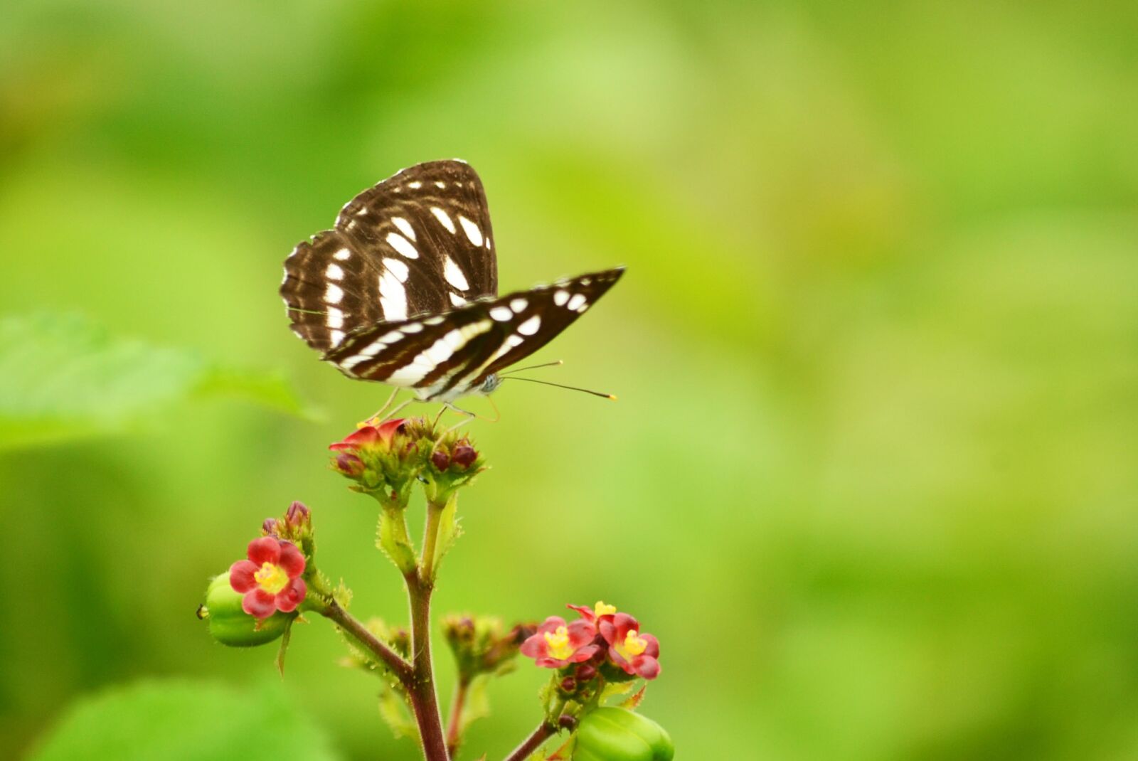 Nikon D5100 sample photo. Butterfly, morning, green photography