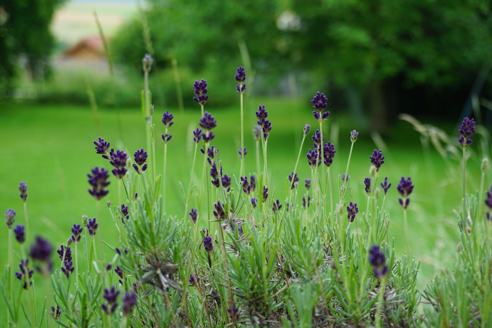 Sony a6000 sample photo. Lavender, flower, purple photography
