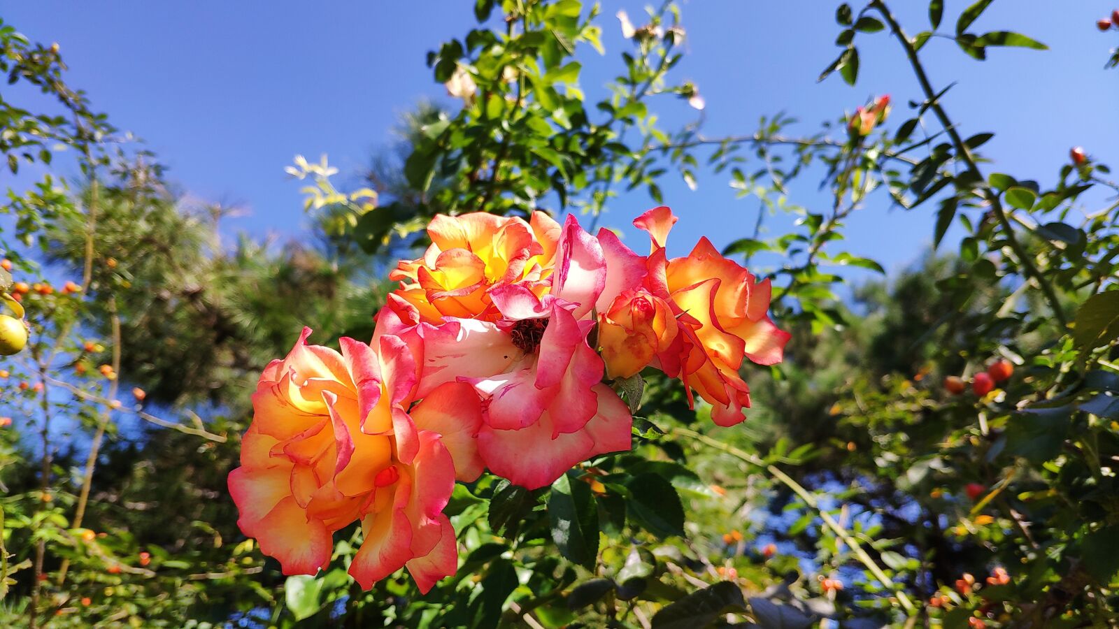 Xiaomi MI 8 sample photo. Chinese rose, month red photography