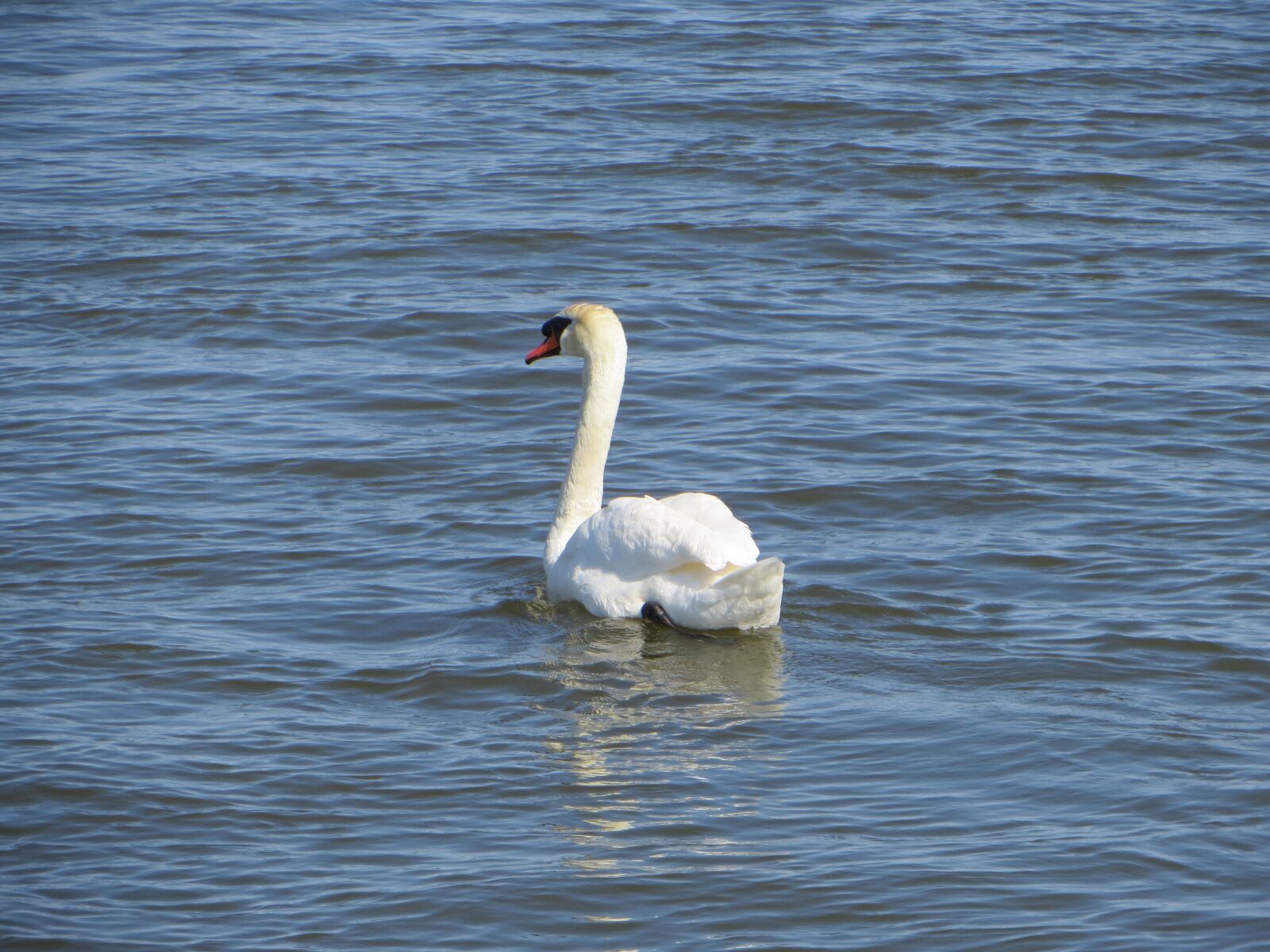 Canon PowerShot SX240 HS sample photo. Swan, bird, canada photography