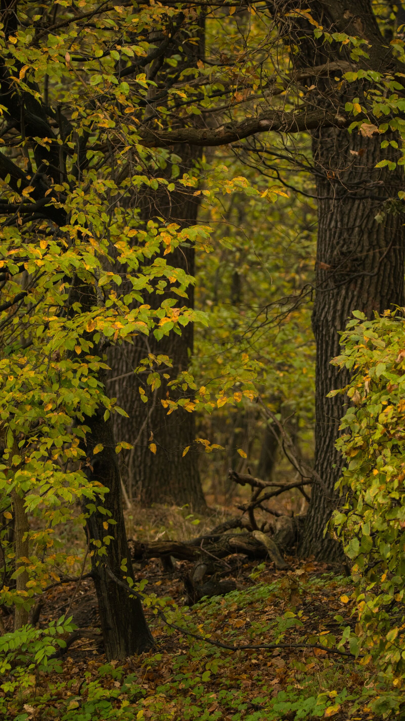 150-600mm F5-6.3 DG OS HSM | Contemporary 015 sample photo. Park, autumn, nature photography