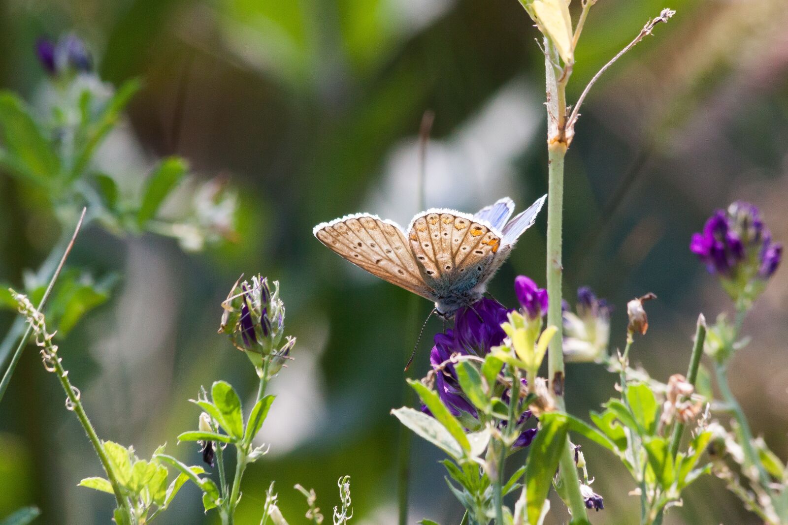 Canon EOS 50D sample photo. Common blue, lycaenidae, butterfly photography