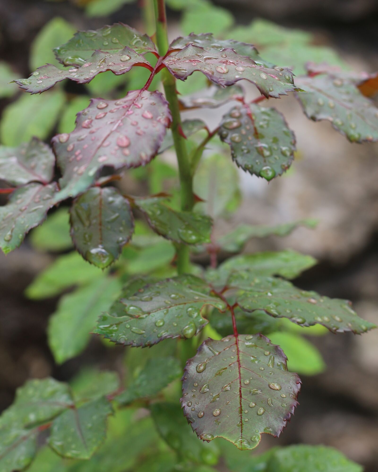 Canon EF 50mm F1.8 STM sample photo. Leaves, rose leaves, rain photography