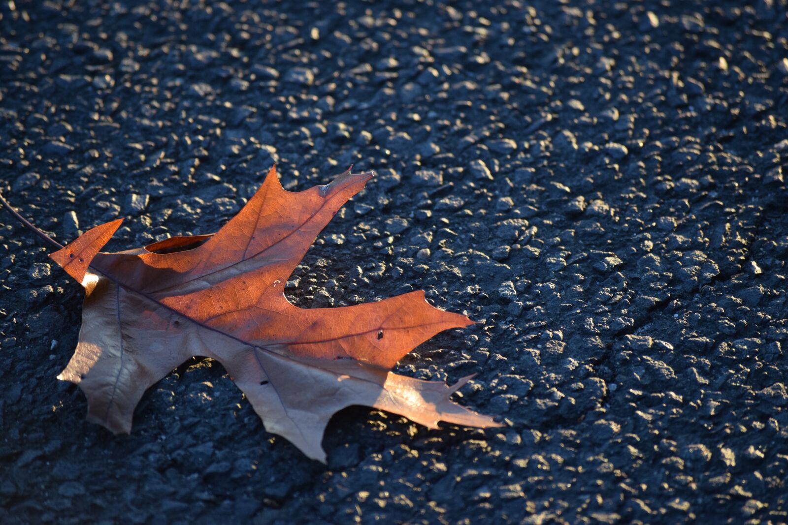 Nikon D3300 sample photo. Leaf, autumn, asphalt photography