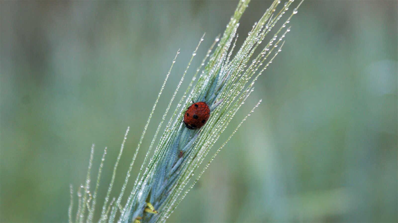 Sony Alpha DSLR-A350 sample photo. Ladybug, insects, dew photography