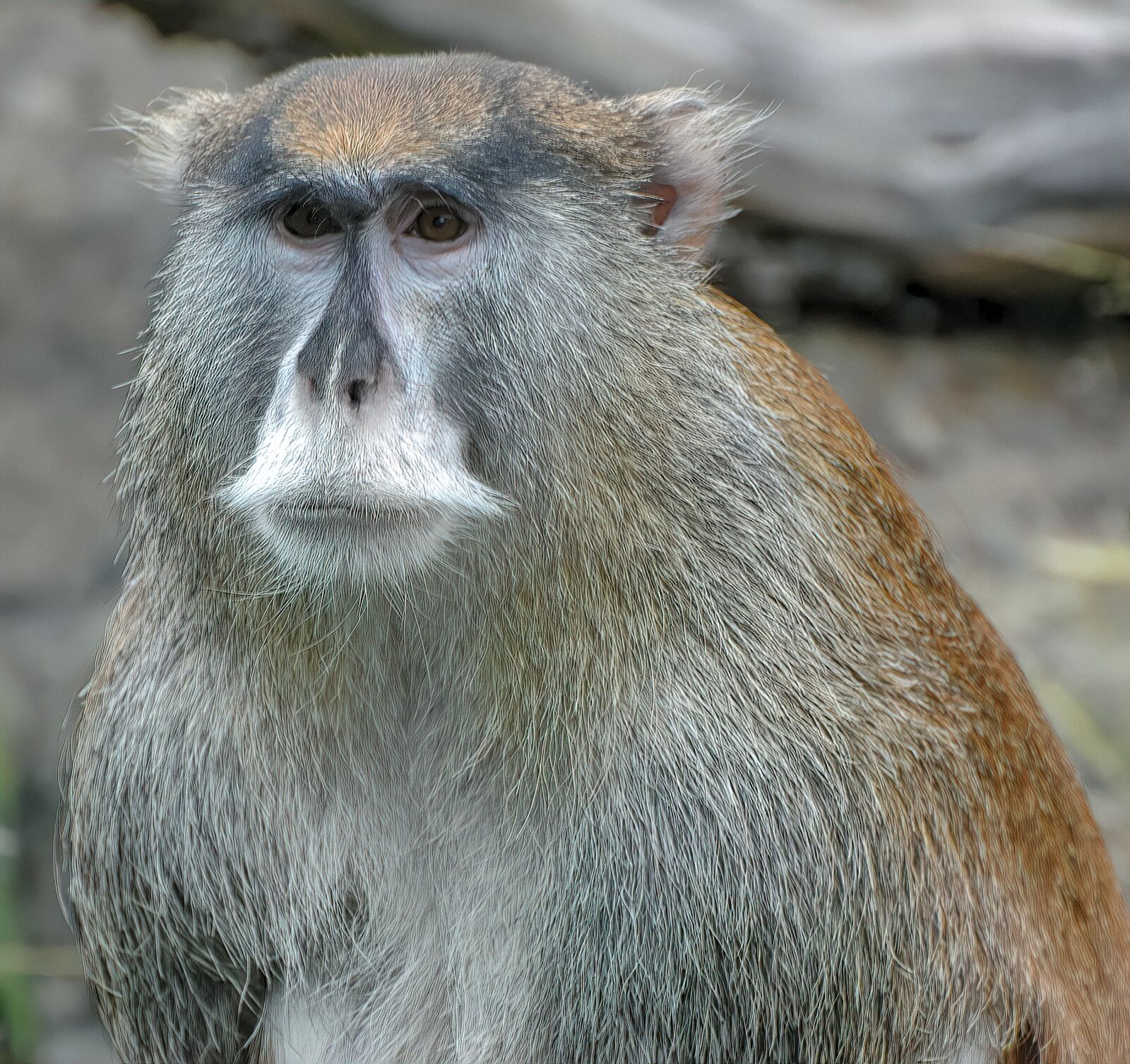 Nikon D70s sample photo. Baboon, ape, animal photography
