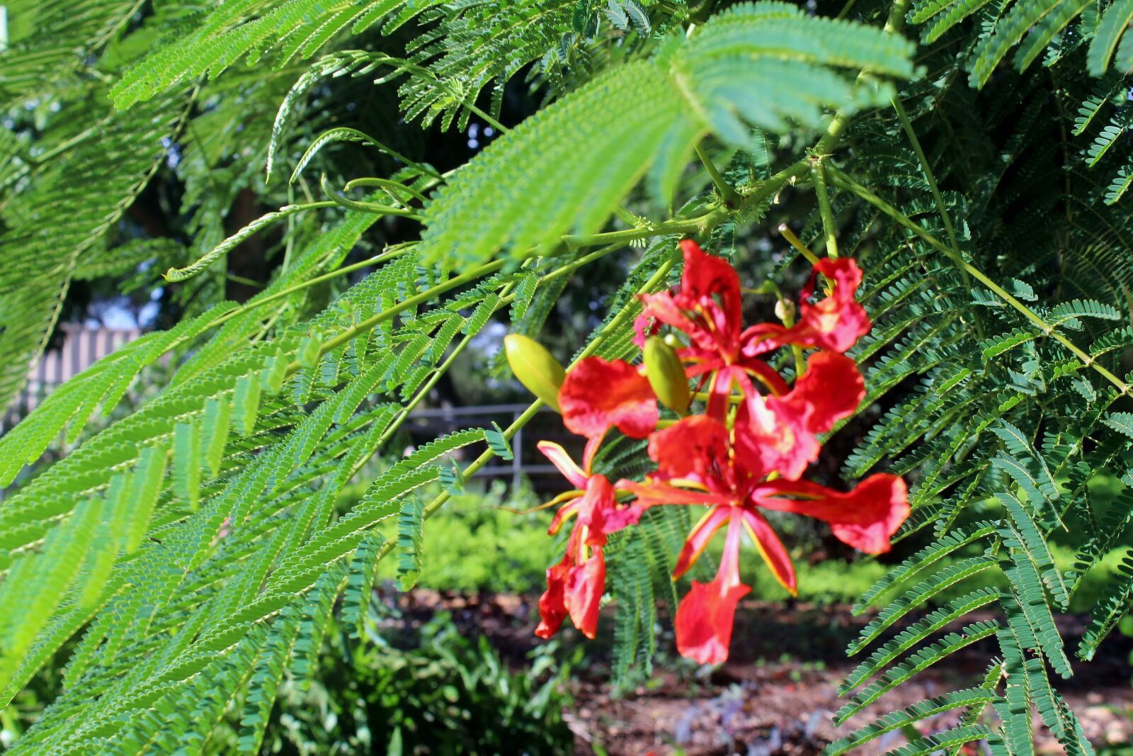 Canon EOS 1300D (EOS Rebel T6 / EOS Kiss X80) sample photo. Flower, foliage, ferns photography