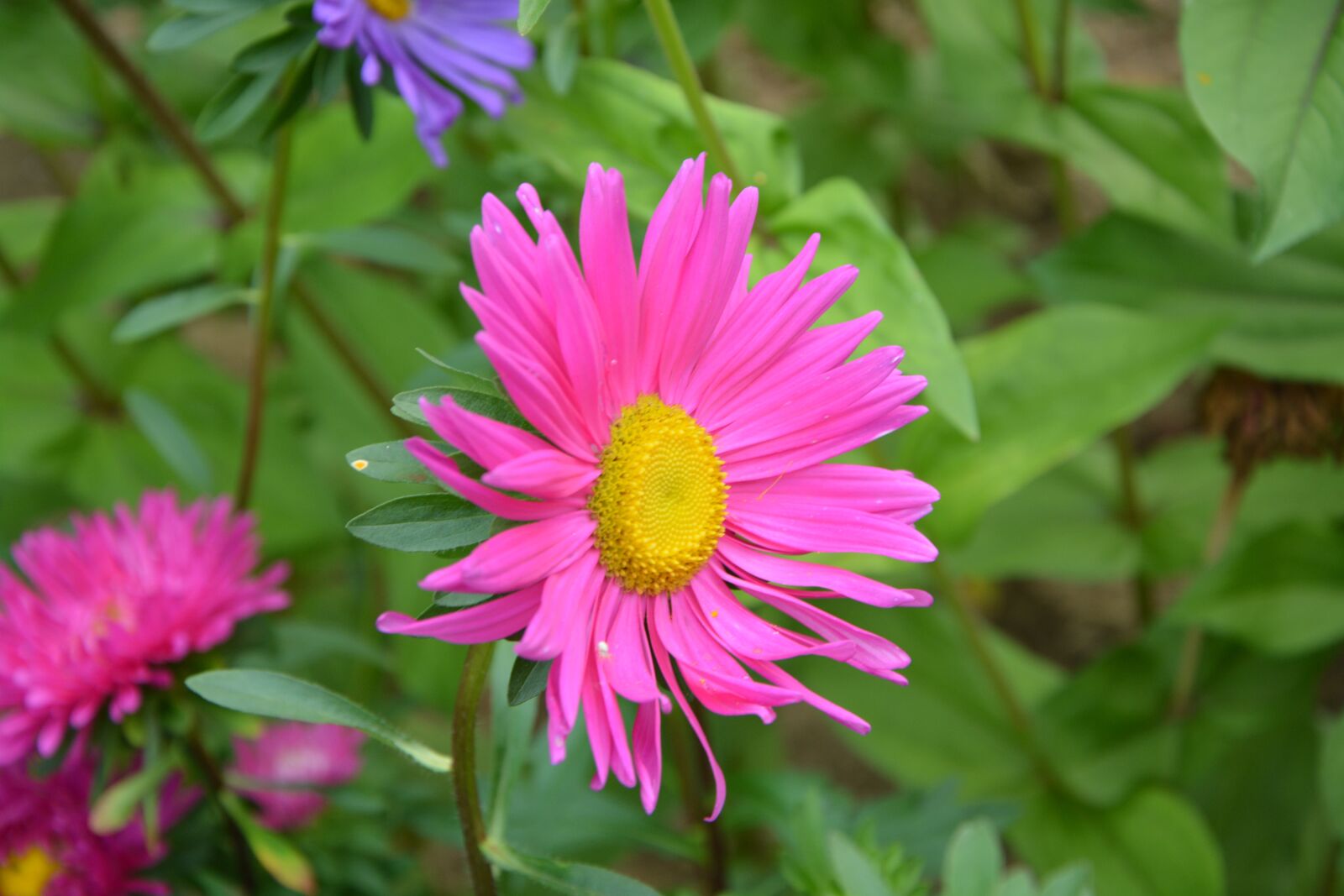 Nikon D5200 sample photo. Flowers, pink, marguerite rose photography