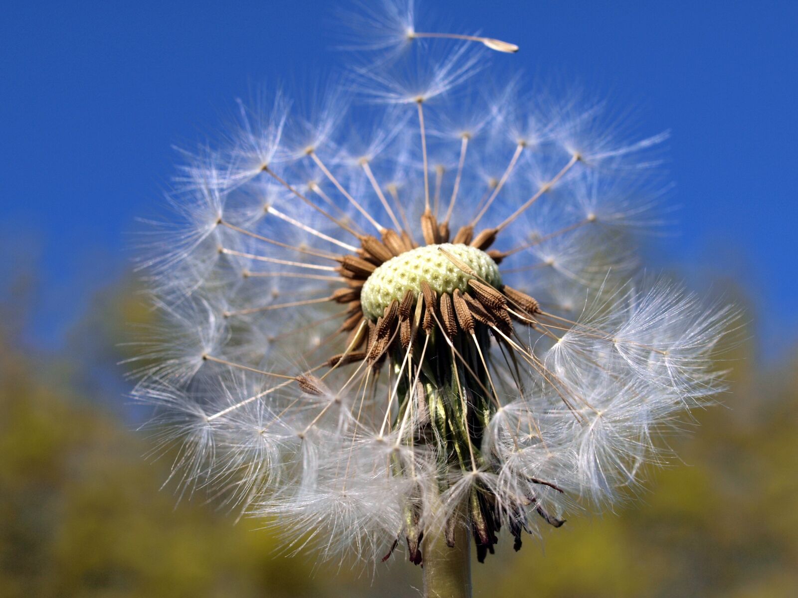 Olympus E-520 (EVOLT E-520) sample photo. Dandelion, nature, flora photography