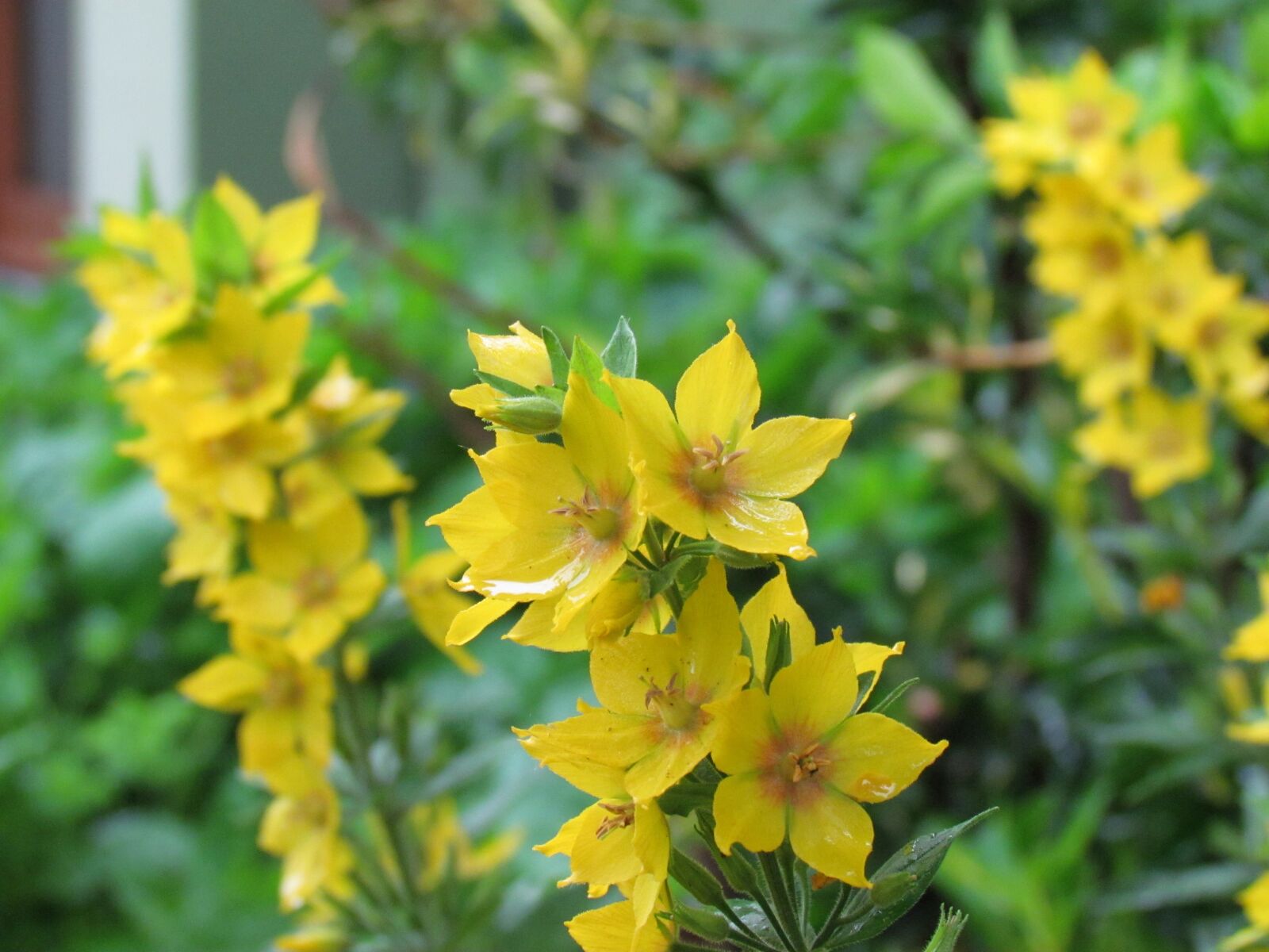 Canon PowerShot SX30 IS sample photo. Flower, yellow, flowers photography