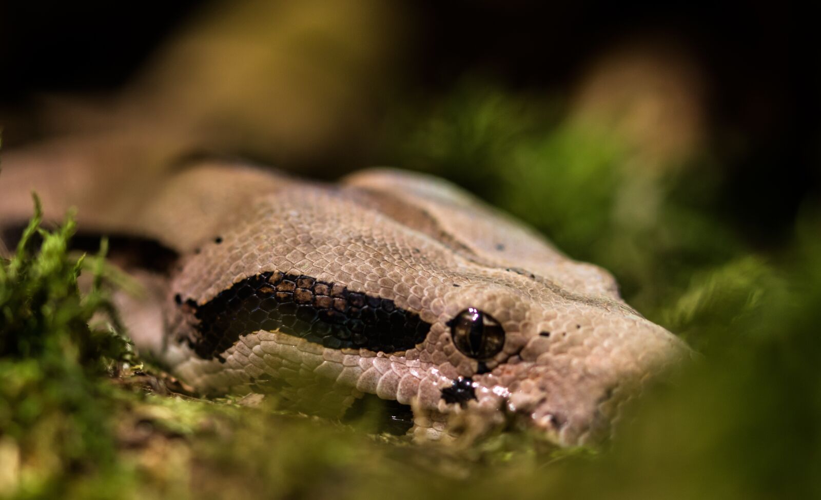 Canon EOS 70D sample photo. Snake, boa, boa constrictor photography