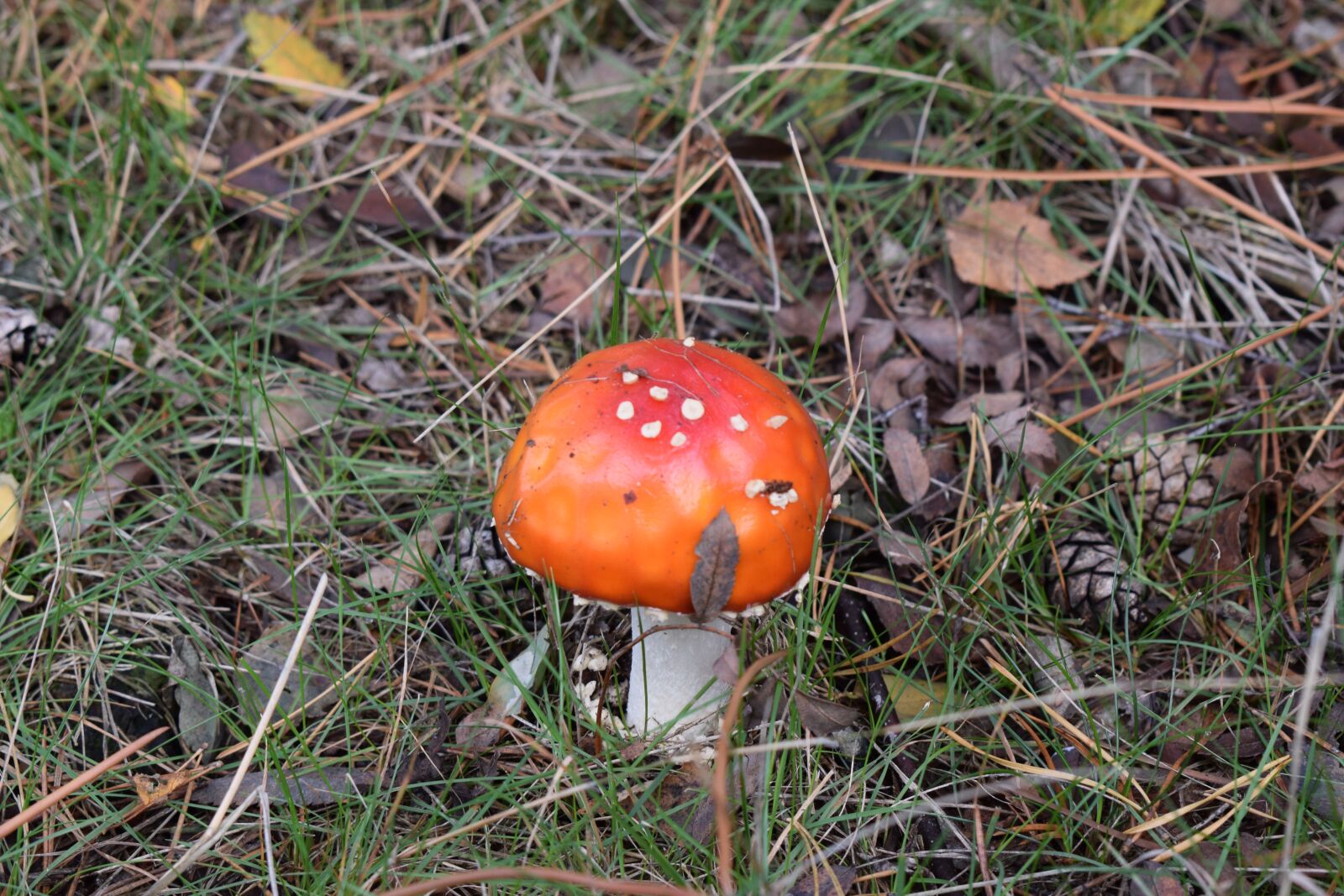 Nikon D3300 sample photo. Mushroom, nature, forest photography