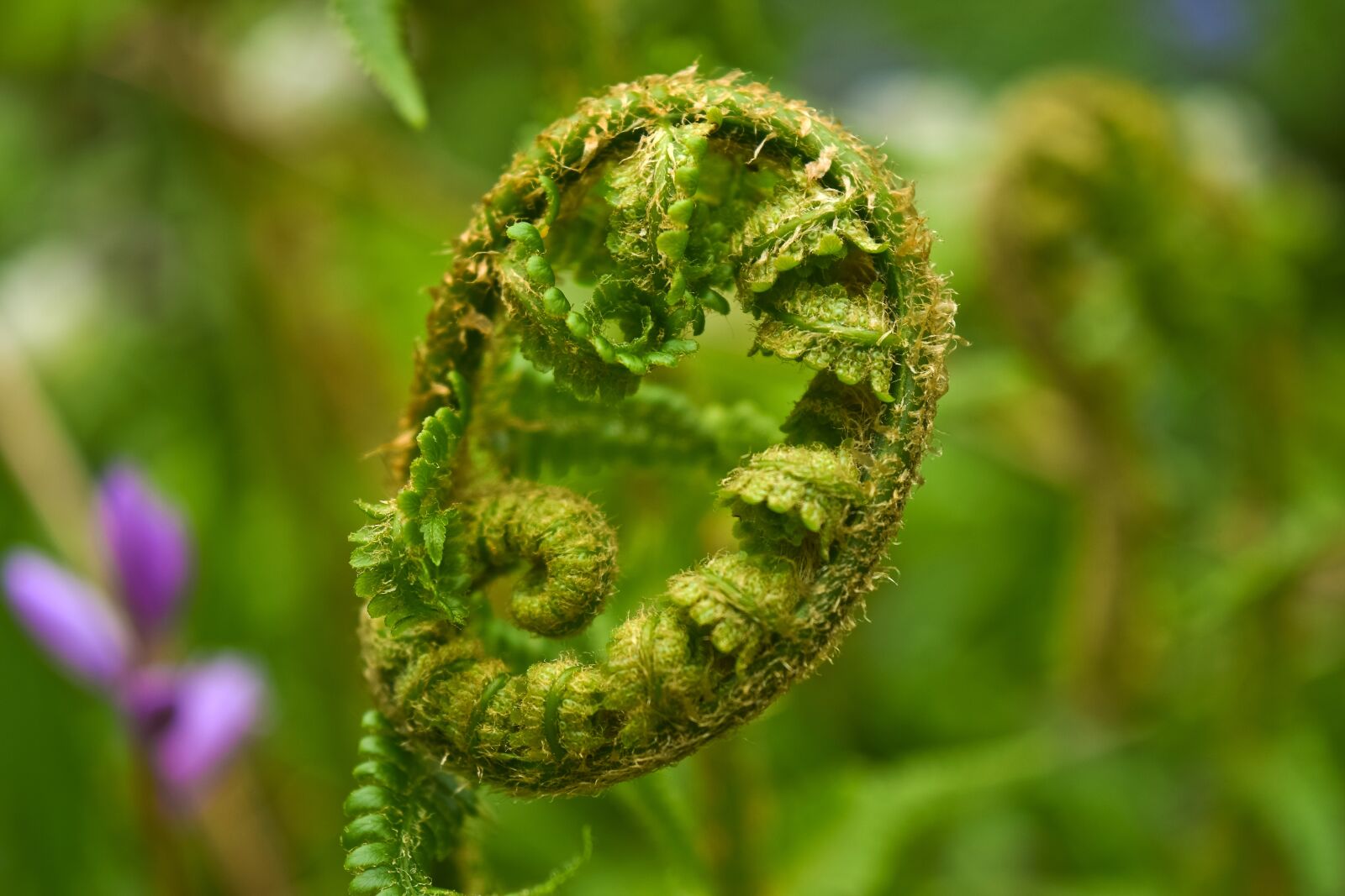 Nikon D3300 sample photo. Plant, fern, nature photography
