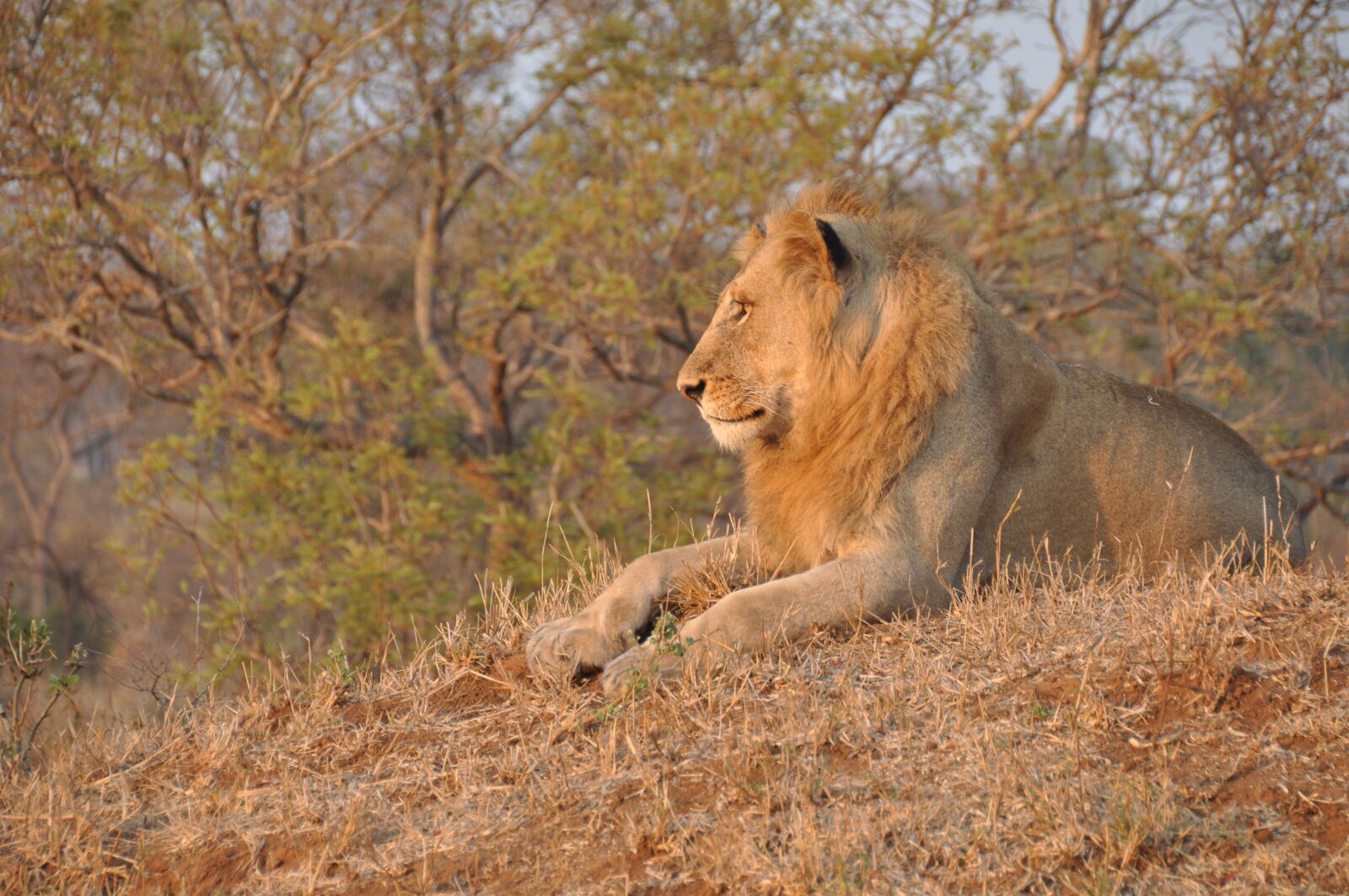 Nikon D90 sample photo. Lion, africa, nature photography