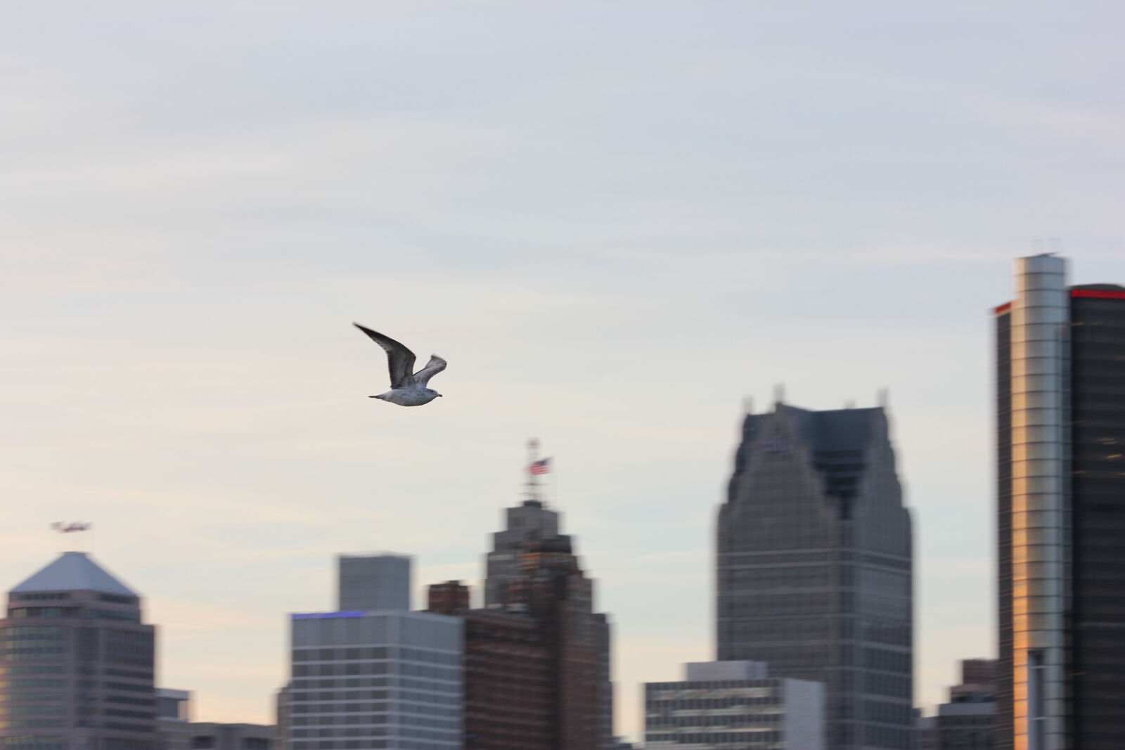 Canon EF 70-300mm F4-5.6 IS USM sample photo. City, flying, husk, seagull photography