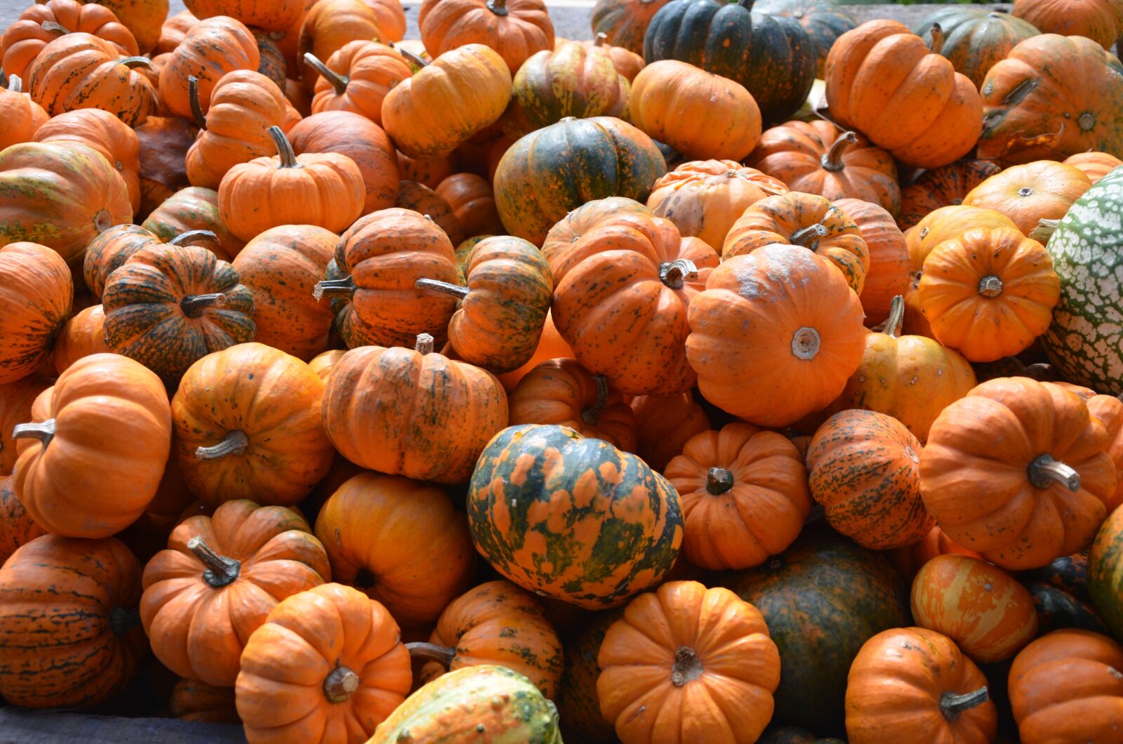 Nikon D5100 sample photo. Pumpkin, orange, autumn photography