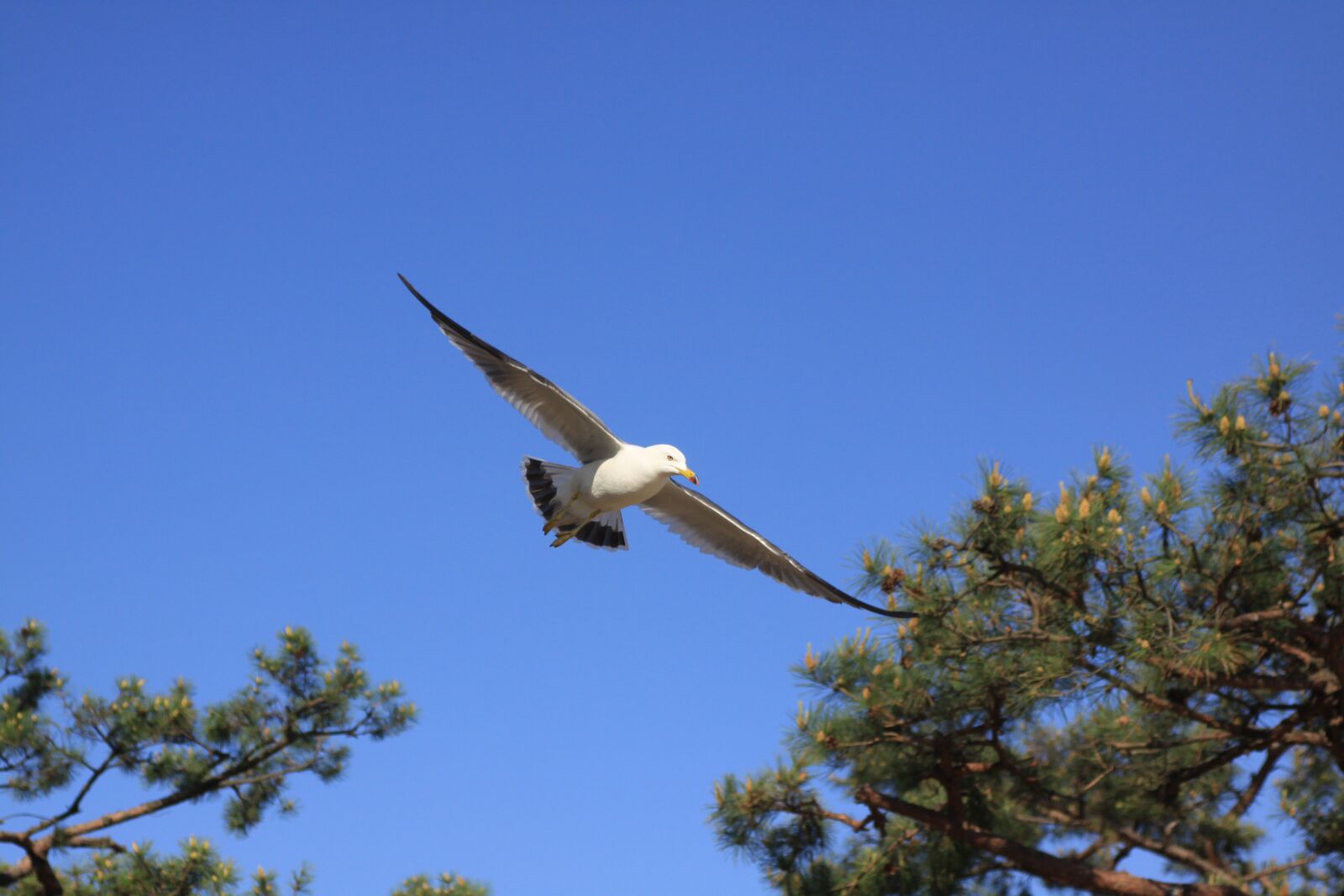 Canon EOS 50D sample photo. Seagull, tidal, ganghwado photography
