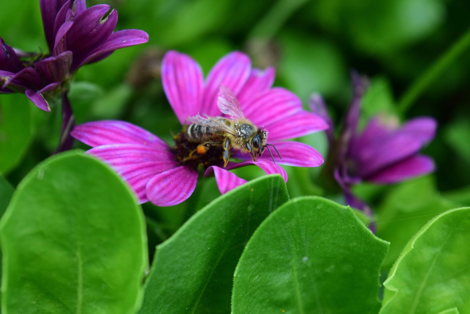 Nikon D3300 sample photo. Bee, insect, garden, flora photography