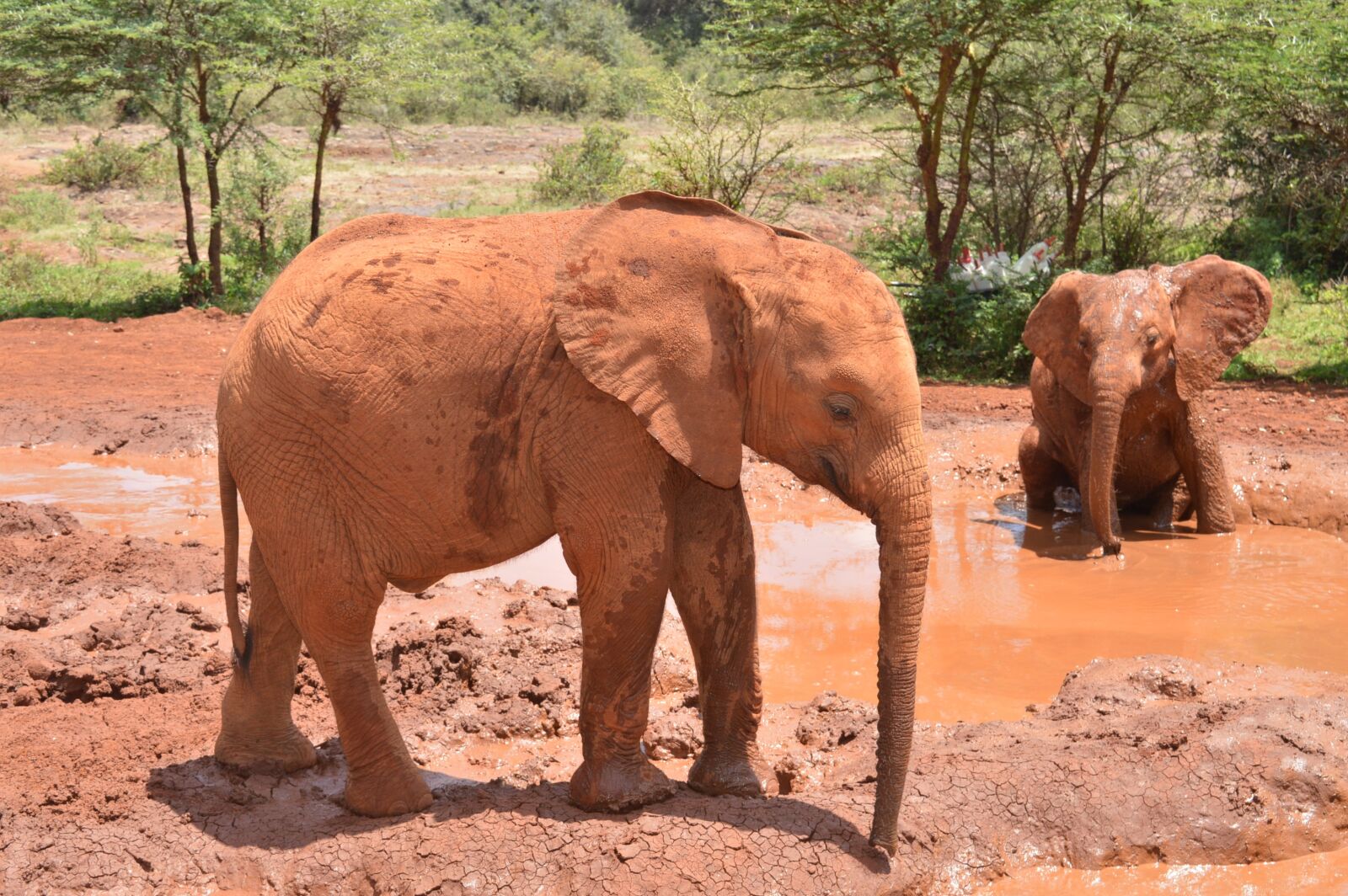 Nikon D3200 sample photo. Baby elephant, africa, safari photography