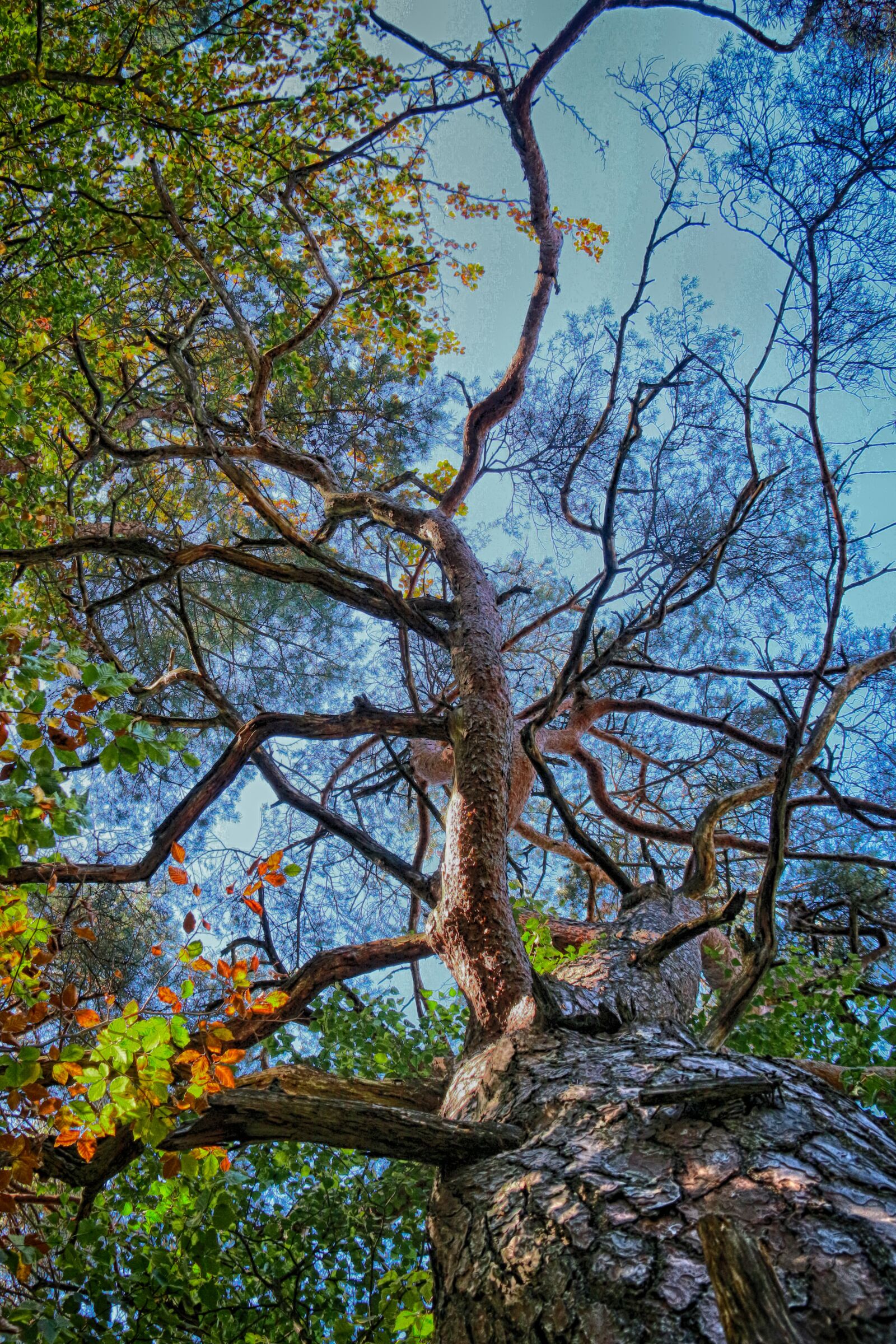 Canon EOS 70D sample photo. Tree, skeleton, uplight photography
