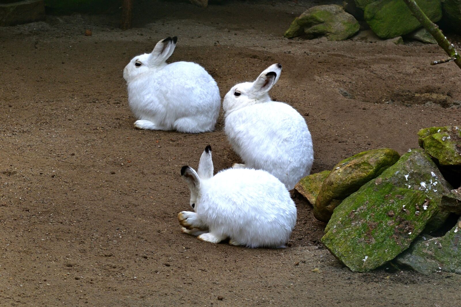 Nikon D5200 sample photo. Nature, animal world, schneehase photography