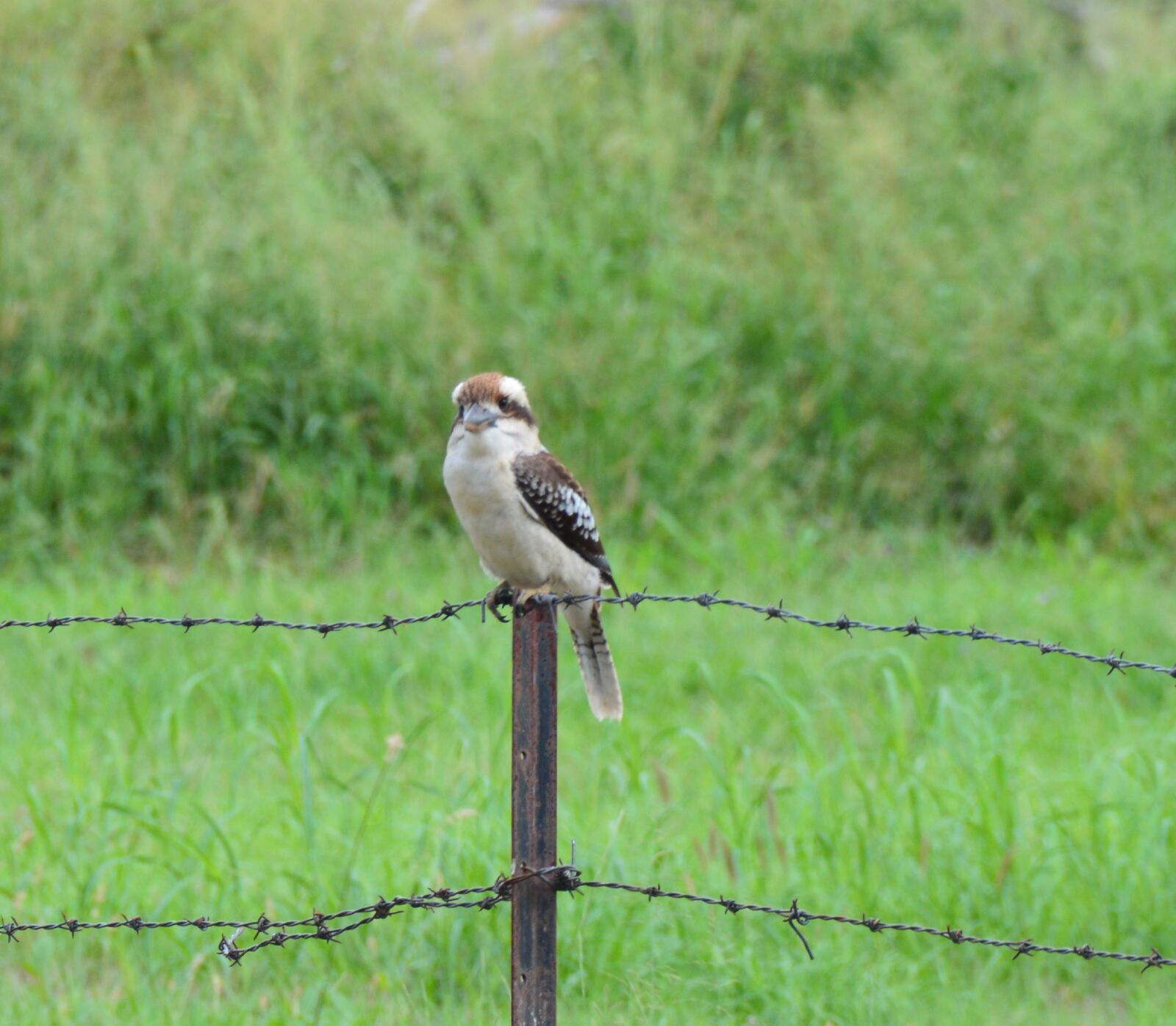 Nikon D3200 sample photo. Kookaburra, bird, fence photography