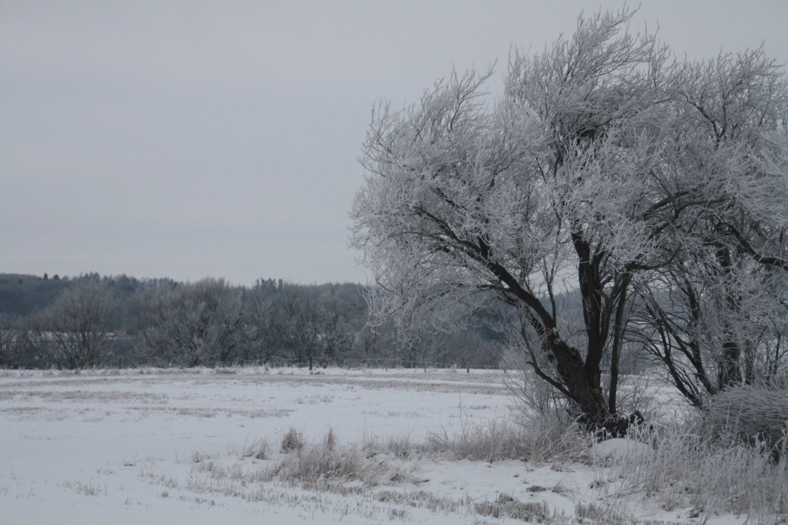 Canon EOS 1000D (EOS Digital Rebel XS / EOS Kiss F) sample photo. Winter, snow, cold photography