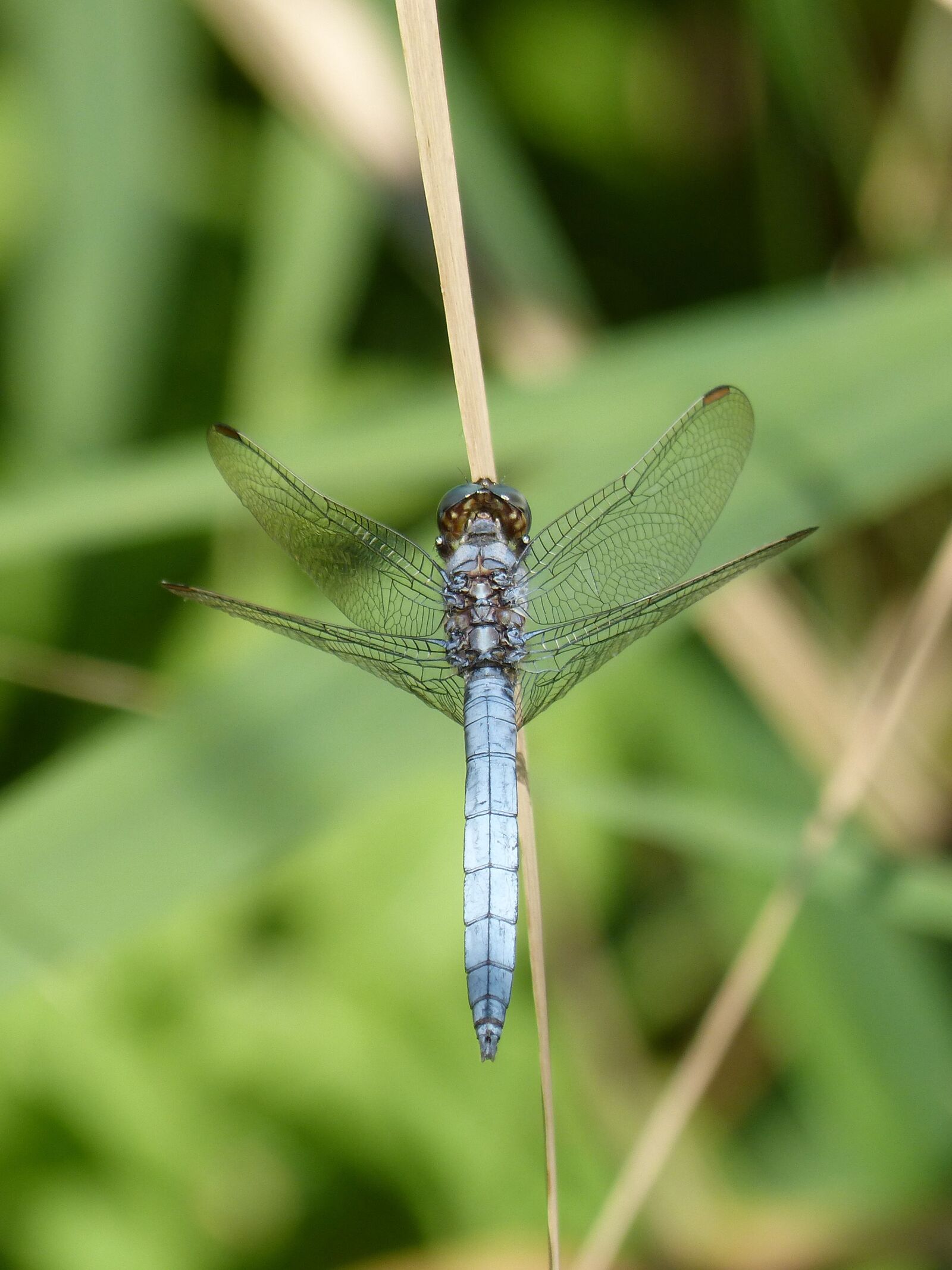 Panasonic DMC-FZ62 sample photo. Blue dragonfly, stem, wetland photography