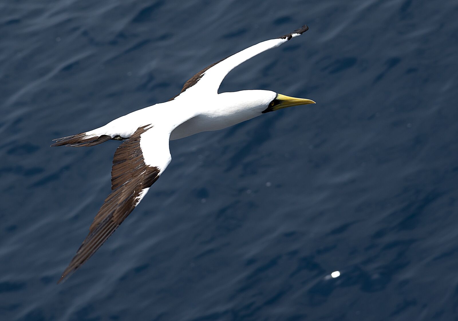 Nikon D750 sample photo. Seagull, bird, sea photography