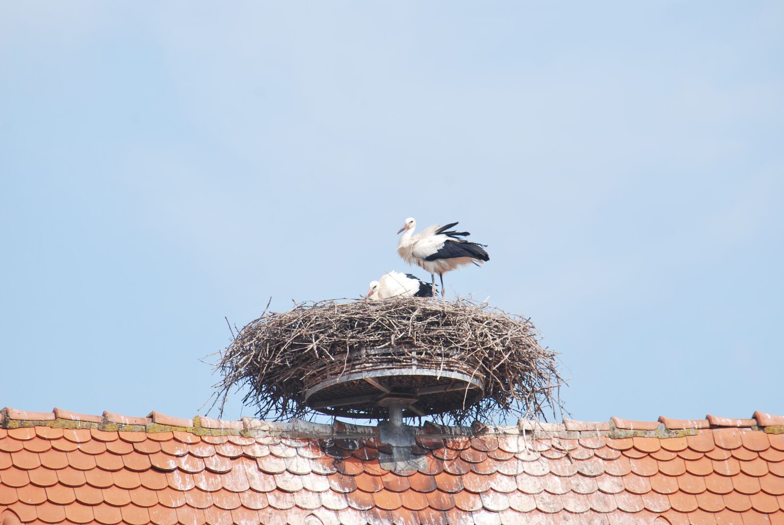 Nikon D60 sample photo. Alsace, stork, nest photography