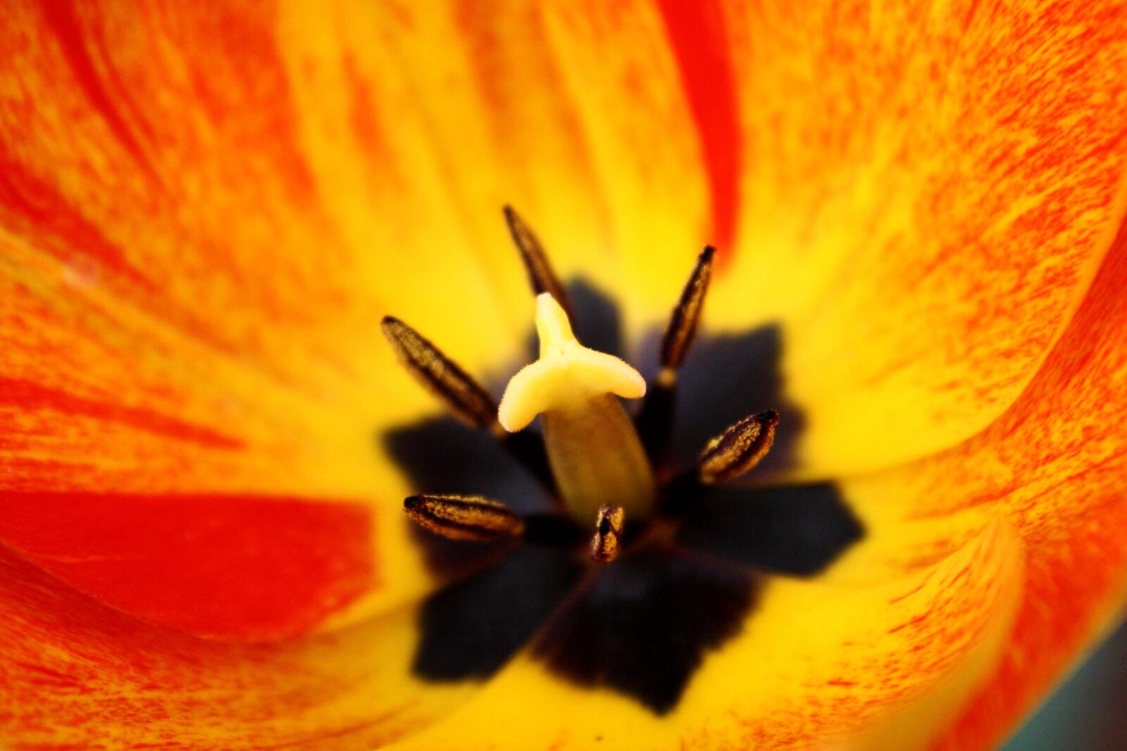 f/3.5-5.6 IS sample photo. Inside flower, rembrandt tulip photography