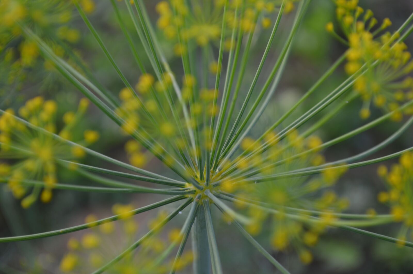 Nikon D5100 sample photo. Dill, blossom, bloom photography