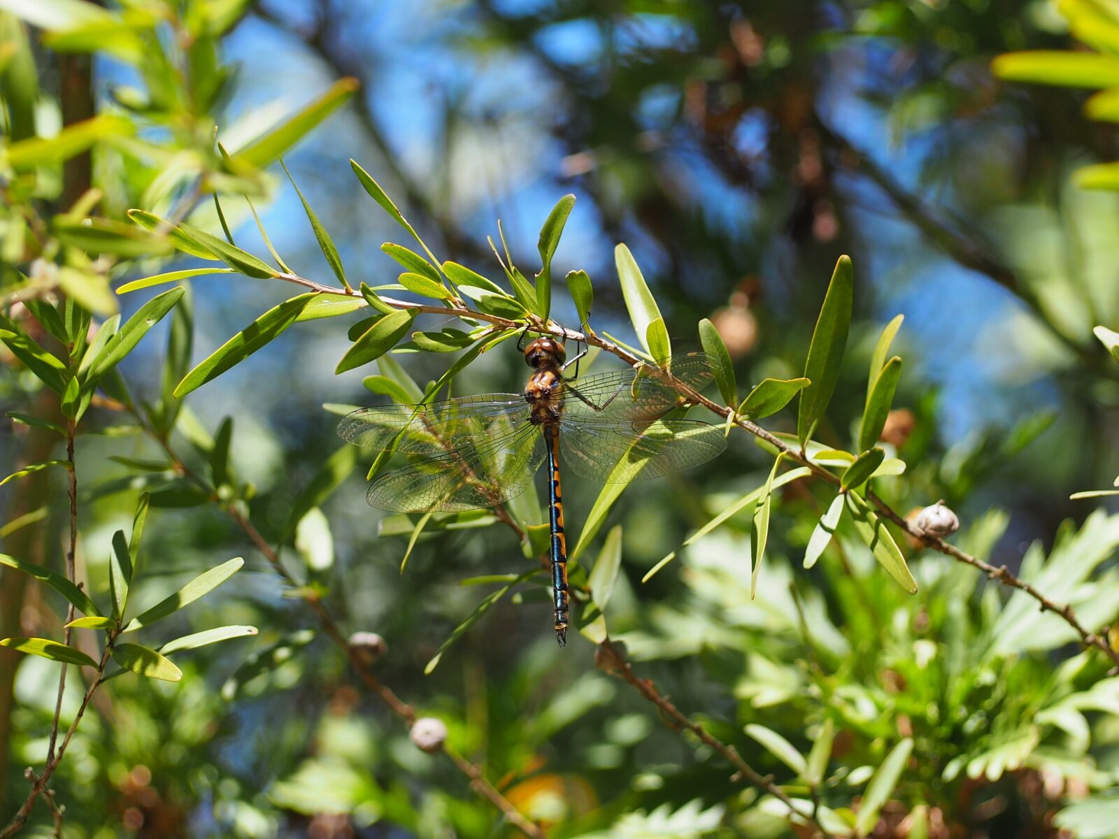 Olympus OM-D E-M10 sample photo. Dragonfly, bug, australian native photography
