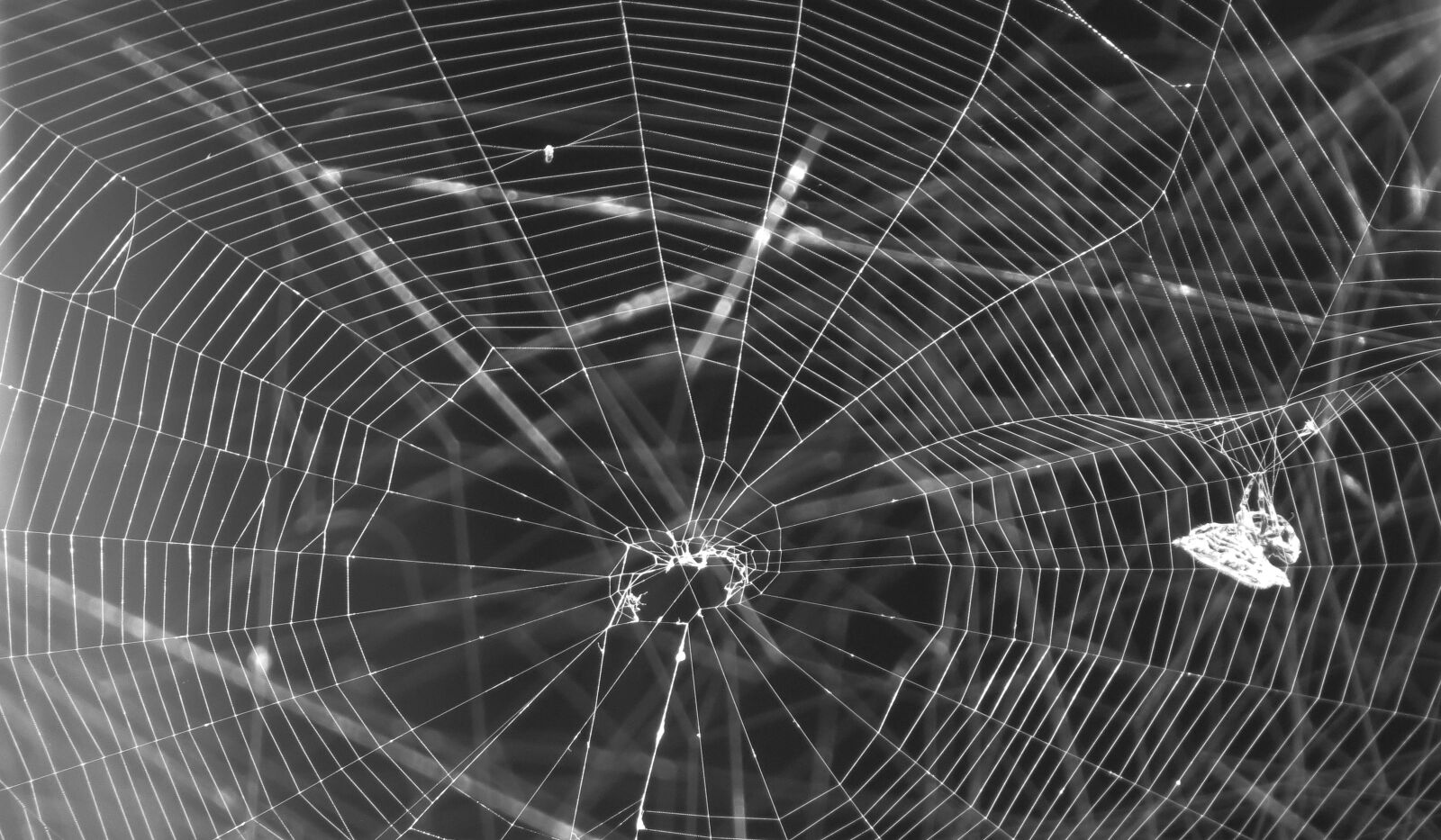 Canon PowerShot SX50 HS sample photo. Landscape, web, black and photography