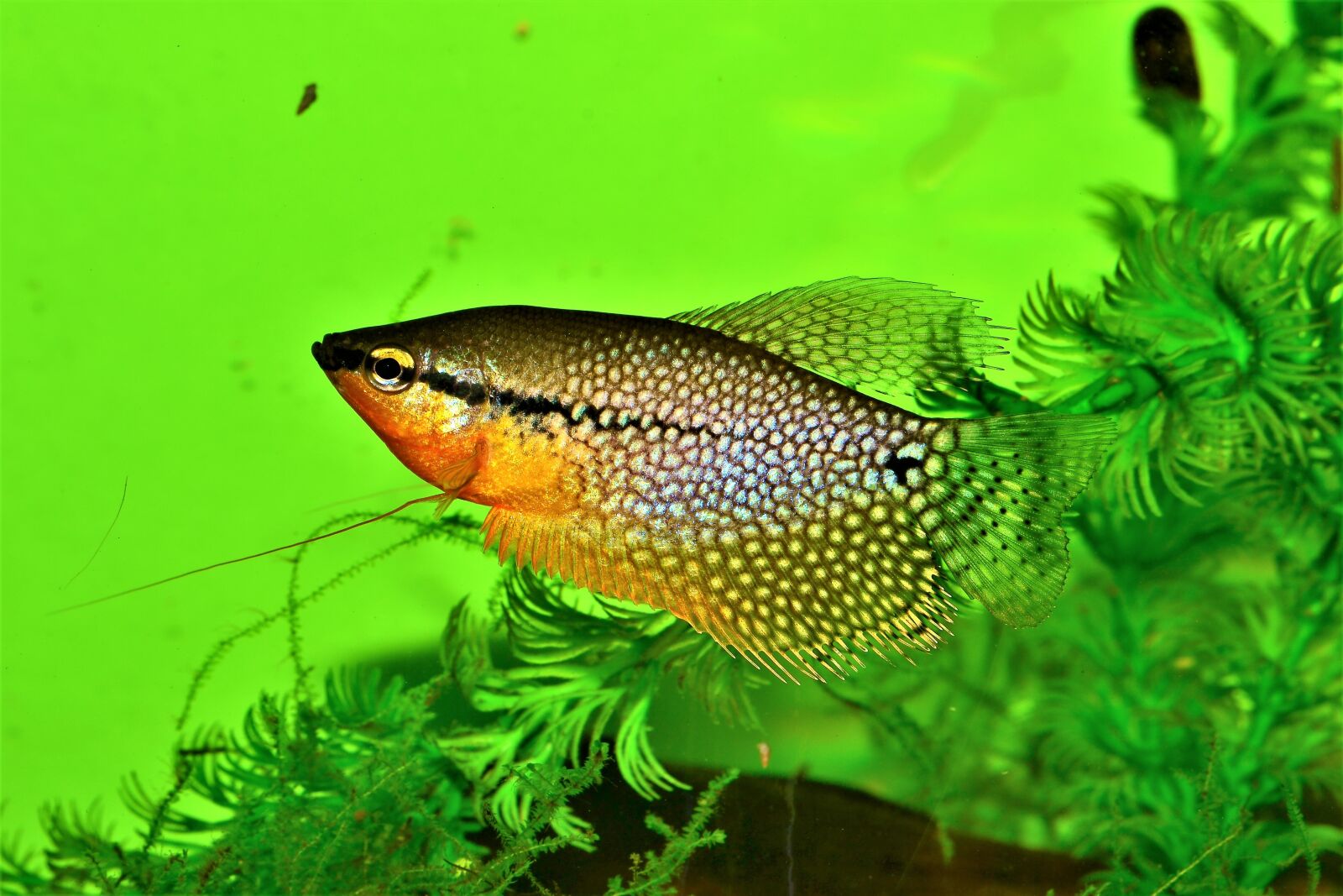 Nikon D3100 sample photo. Gourami pearl, trichogaster leeri photography