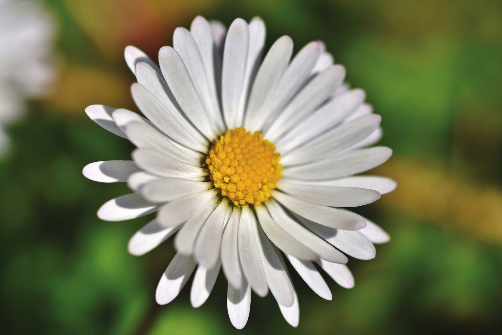 Nikon D7200 sample photo. Daisy, blossom, bloom photography