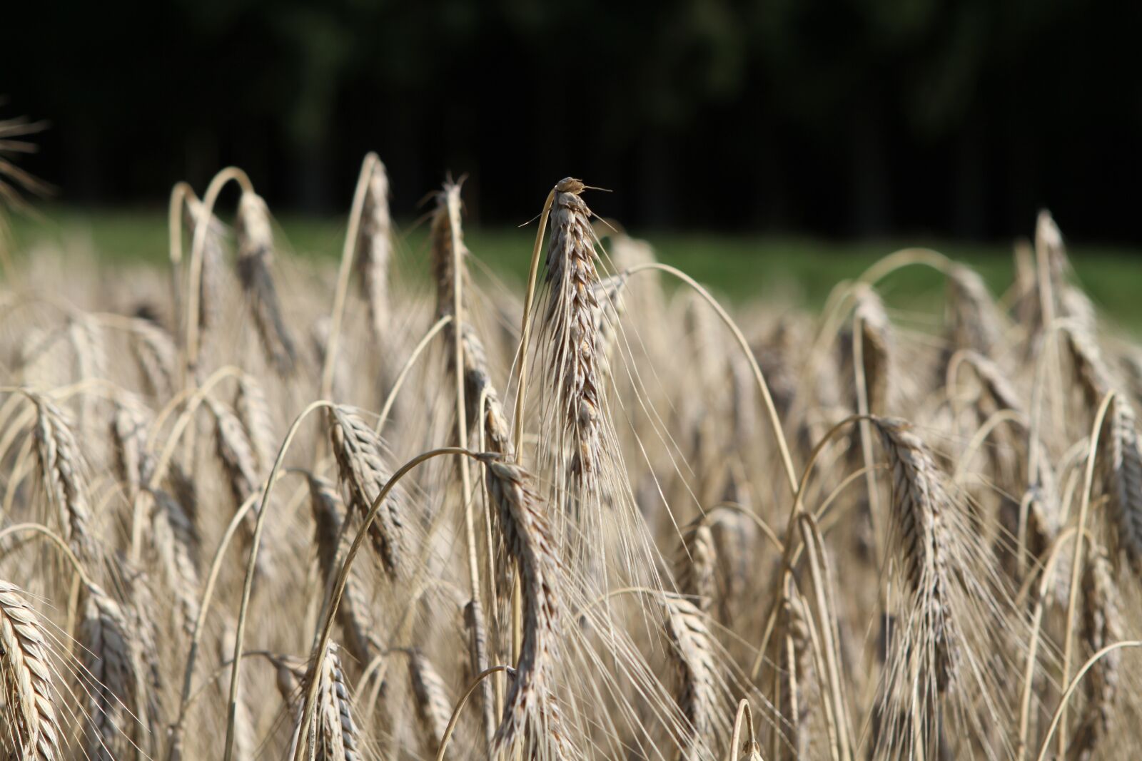 Canon EOS 7D sample photo. Grain, cereals, wheat photography