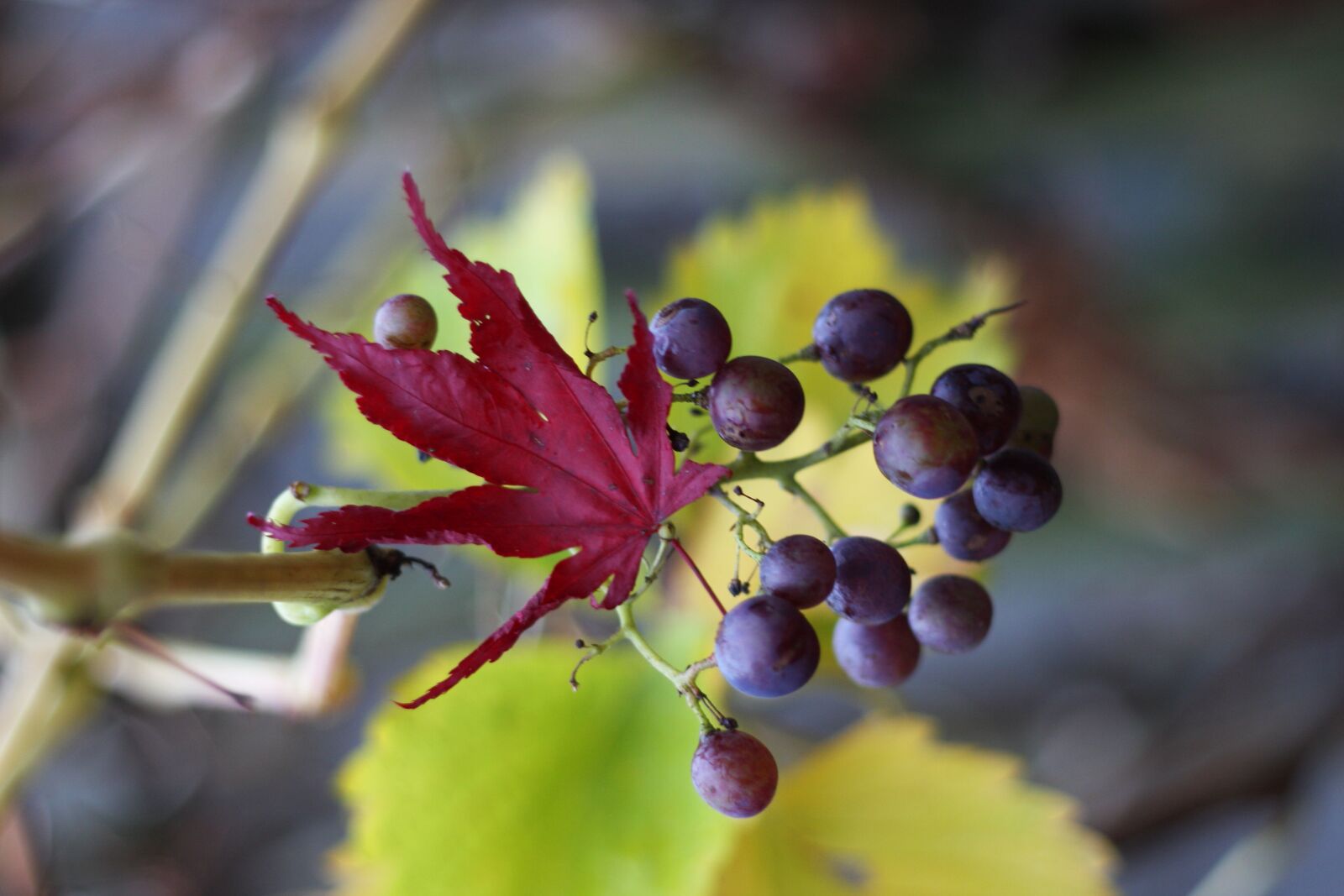Canon EOS 40D sample photo. Grape, leaf, tree photography